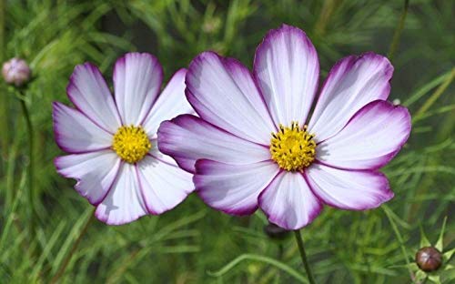Cosmos 'Picotee' Flower Seeds - Magenta Pink & Rose Edged Blooms, Grows 3-5 Feet Tall (200 Seeds) for Garden Borders, Cut Flowers & Pollinator Gardens