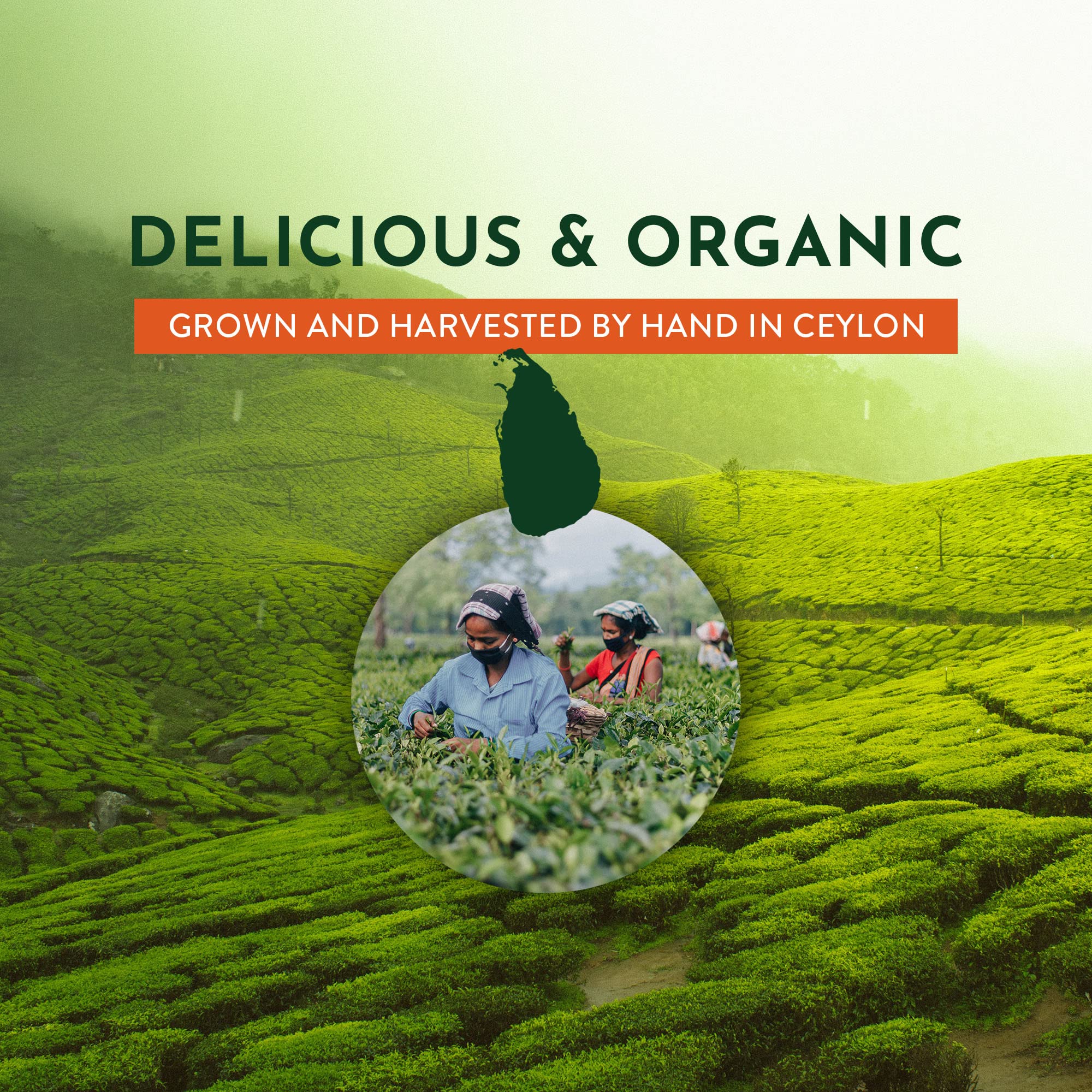 Tekola Tea Co. Organic Black Tea Loose Leaf - Premium Ceylon Blend, Robust Flavor, 16oz | USDA Certified Organic, Antioxidant-Rich | Perfect for Morning Boost & Afternoon Relaxation