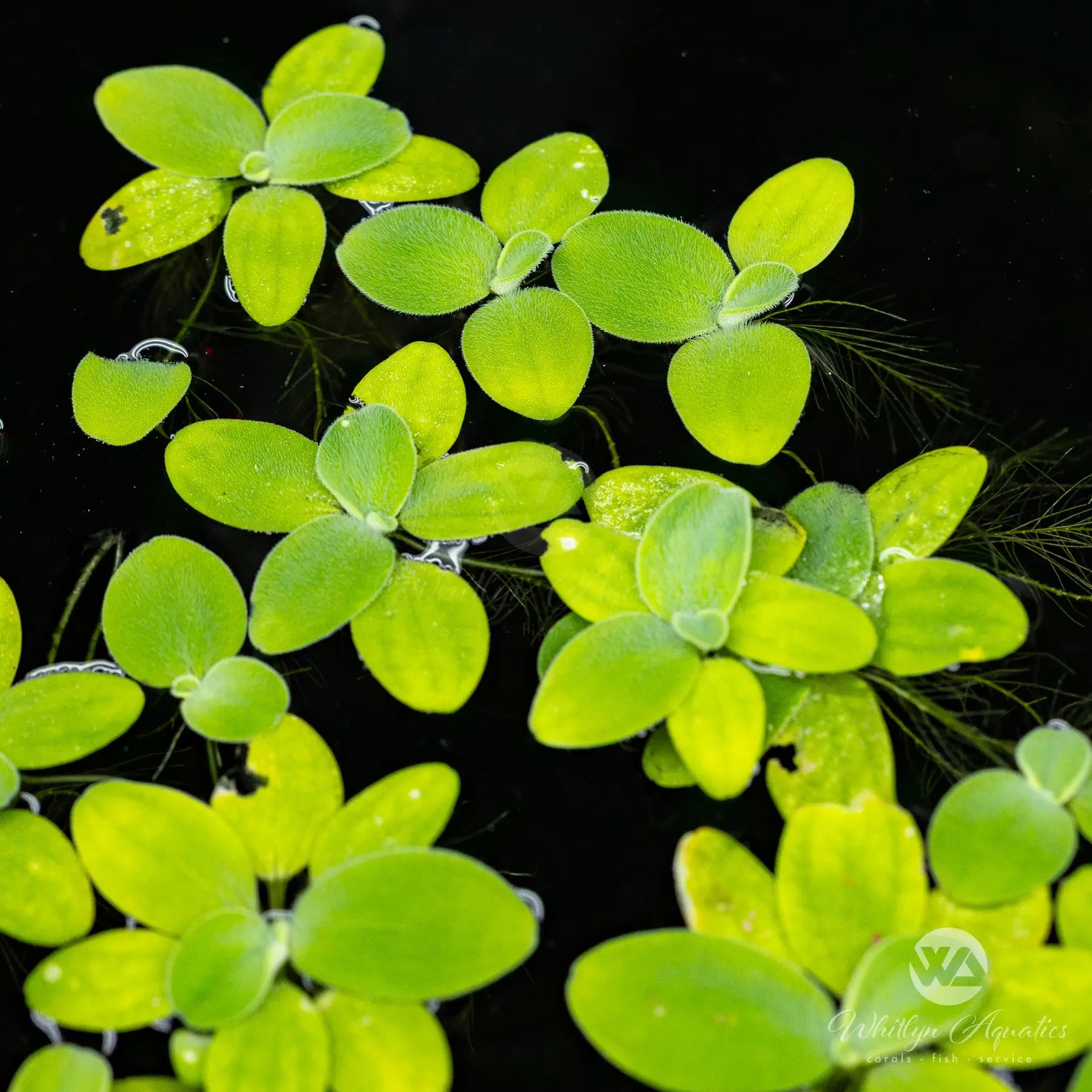 Dwarf Water Lettuce (Pistia stratiotes) - Live Floating Aquatic Plants for Ponds, Aquariums & Water Gardens - Perfect for Natural Filtration and Shade