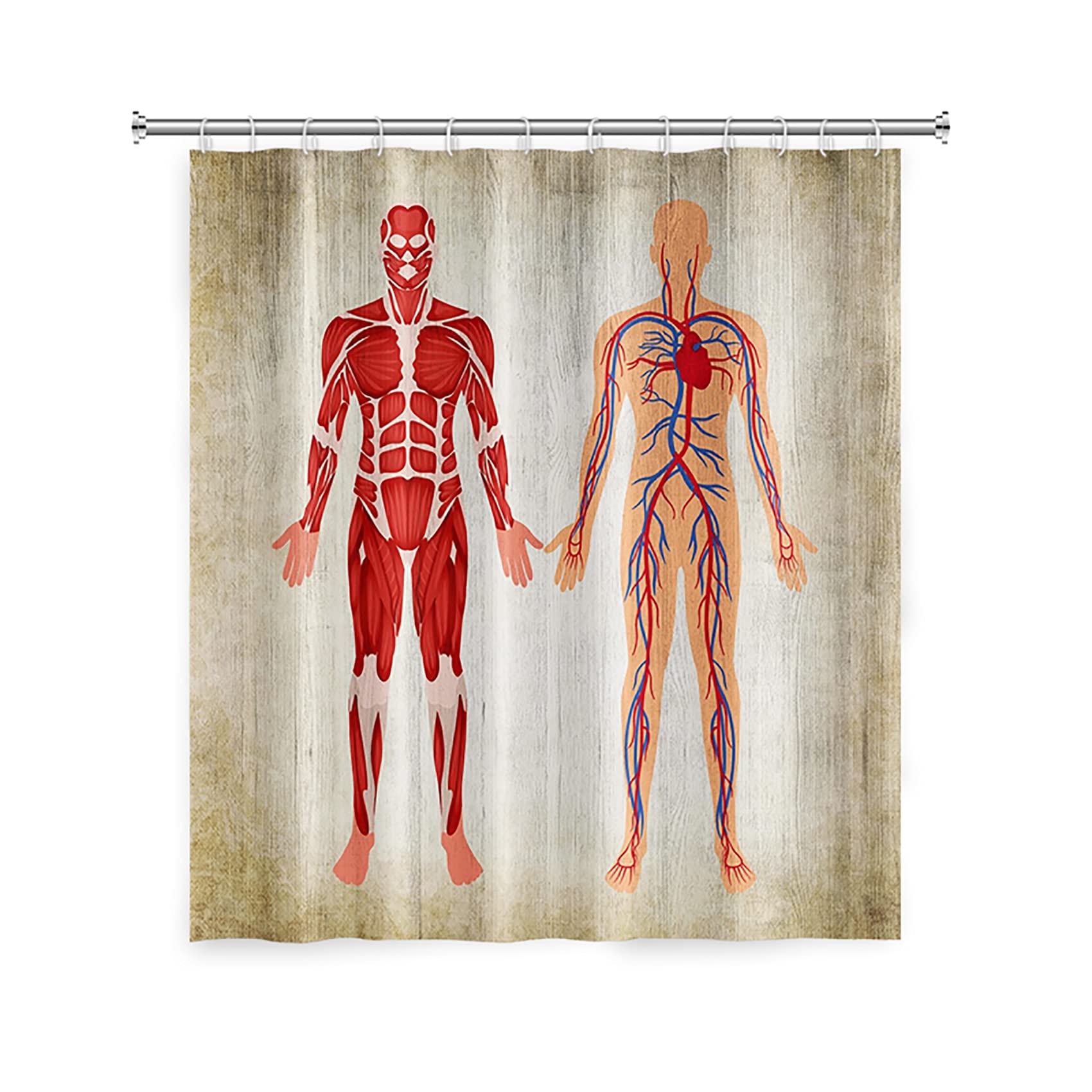 Vintage Human Anatomy Shower Curtain - Waterproof Polyester Bathroom Decor with Blood Vessels & Muscles Graphic - Includes Hooks, 71x79 Inches, Machine Washable - Perfect for Medical Students, Science Enthusiasts & Unique Bathroom Decor
