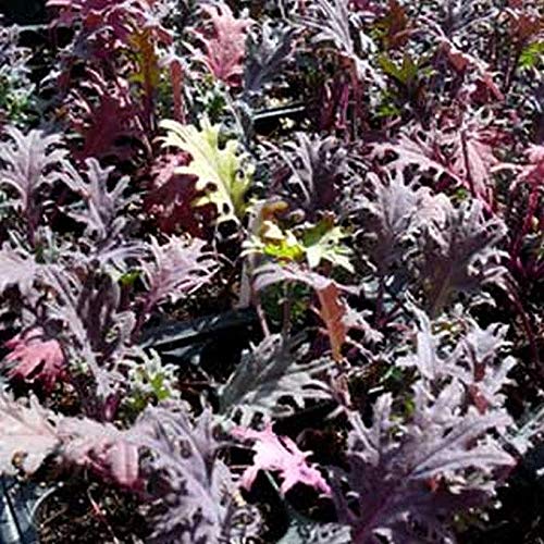 Premium 8-Variety Deluxe Kale Seed Mix - Non-GMO, Heirloom Seeds for Home Gardening (1000 Seeds) | Perfect for Salads, Smoothies & Healthy Eating | Free Shipping