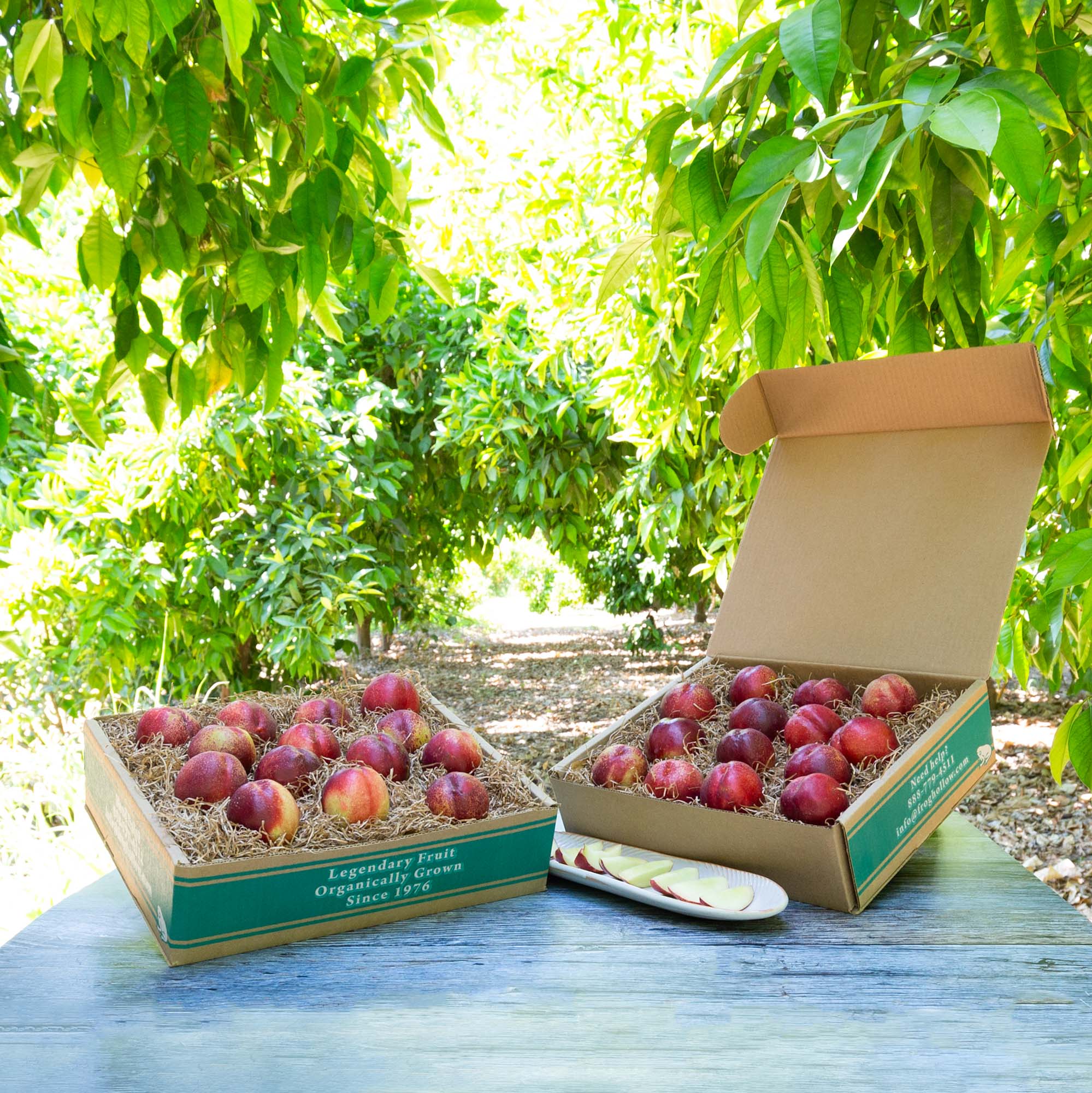 Organic White Nectarines - Sweet Juicy Summer Fruit | Pre-Order Now for 2025 Harvest | Perfect for Fresh Eating, Salads & Desserts