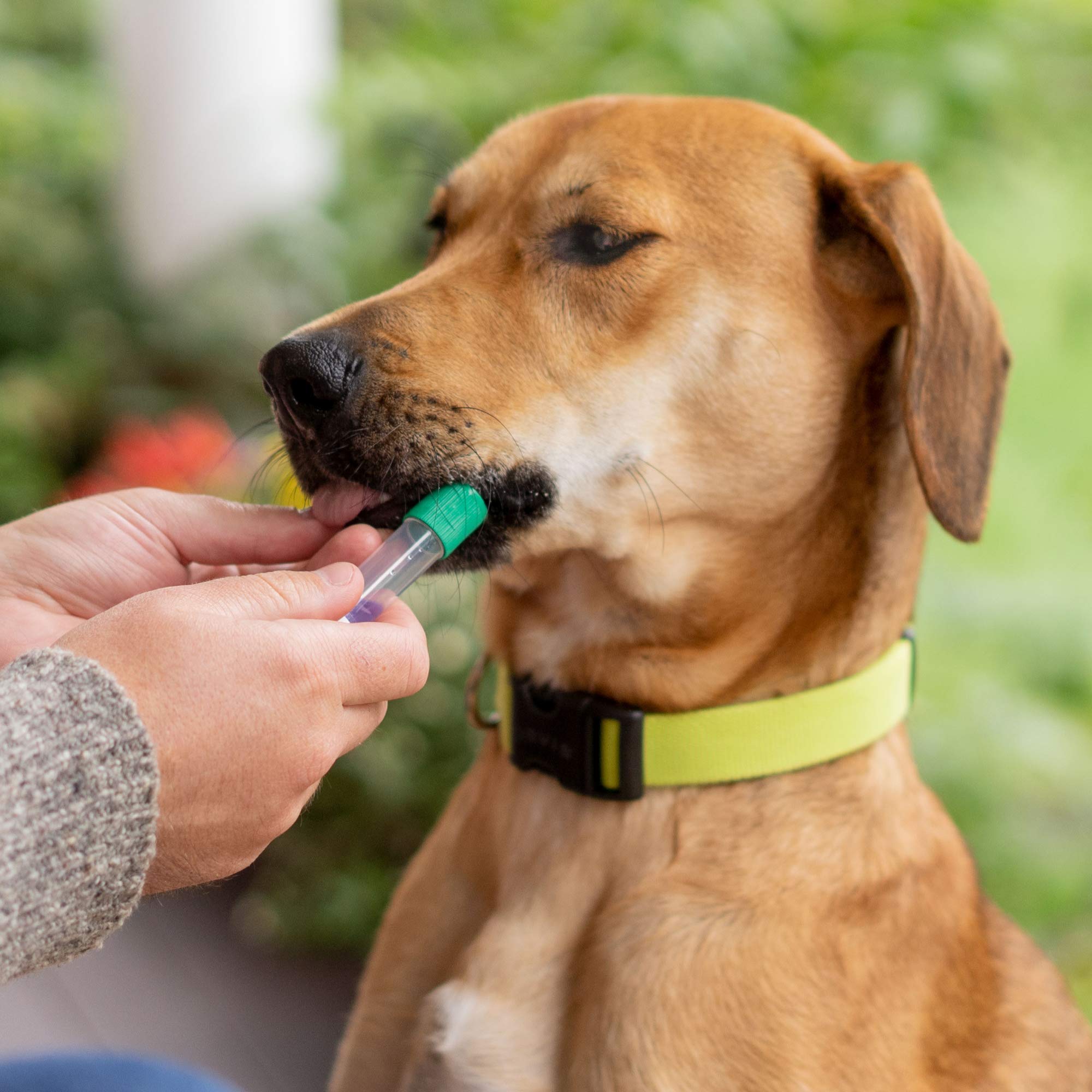 Embark Breed & Health Kit - Dog DNA Test for Breed, Ancestry, Genetic Health & Traits | Find Relatives & COI | Perfect for Pet Owners & Breeders