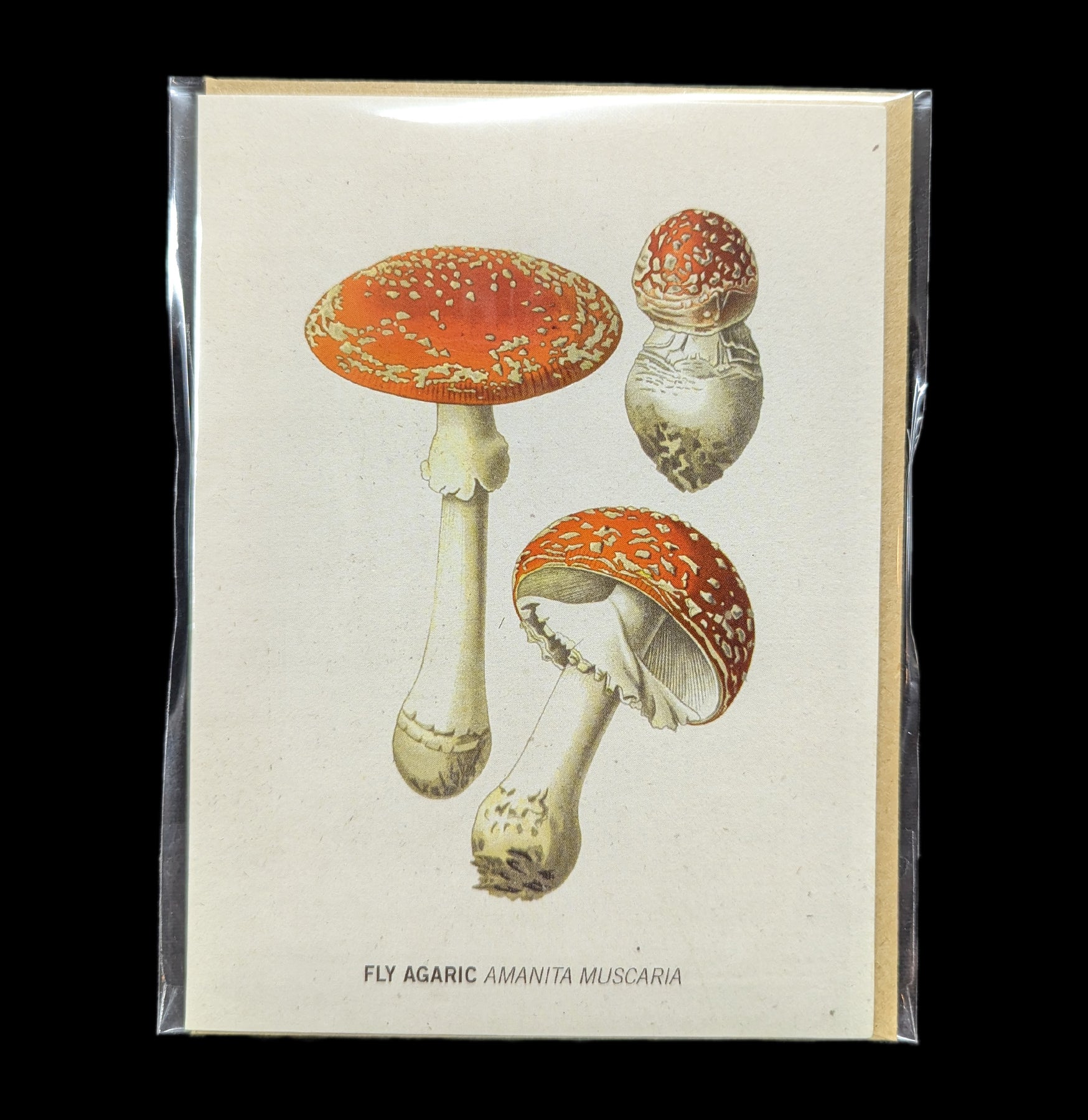 Fly Agaric Poisonous Mushroom Card - Vintage Botanical Illustration Collectible - Perfect for Nature Lovers, Mycologists & Unique Gift Ideas