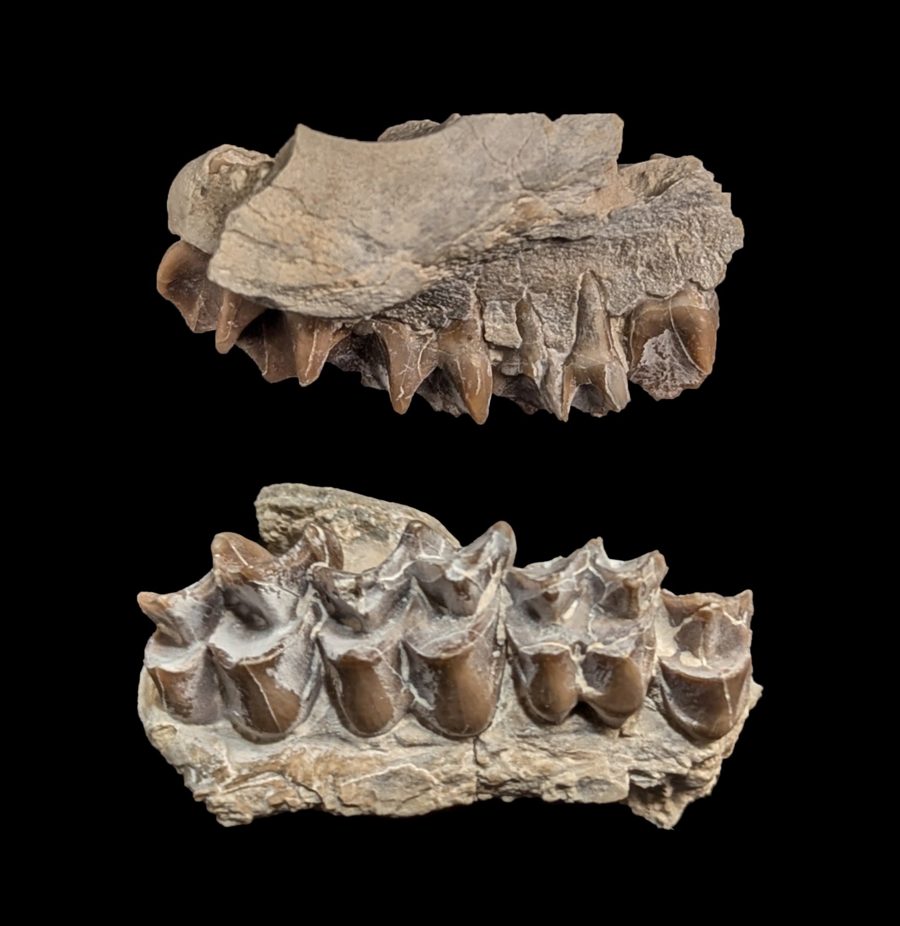 Authentic Merycoidodon Fossil Jaw Fragment - Rare Prehistoric Mammal Bone for Collectors, Education & Home Decor