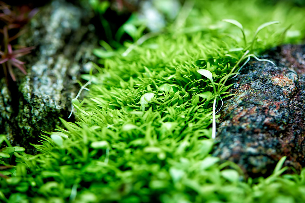 Aquario Neo Soil - Premium Planted Aquarium Substrate for Healthy Aquatic Plants | Ideal for Shrimp Tanks, Nano Aquariums & Planted Aquascapes