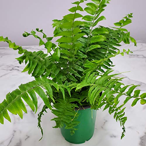 Macho Fern Plant - Live Sword Fern - Easy Care Indoor & Outdoor Tropical Plant - 14