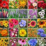 Non-GMO Bulk Southwest Wildflower Seed Mix - 24 Native Species (1/2 Pound) for Pollinator Gardens, Landscaping & Eco-Friendly Yards