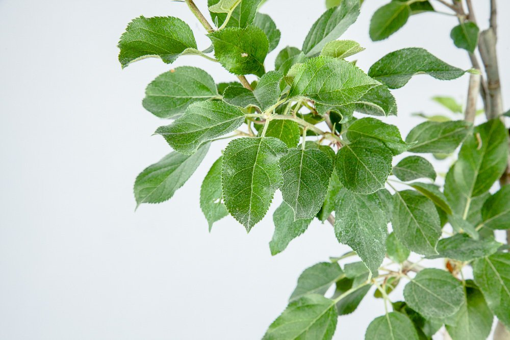 PERFECT PLANTS Fuji Apple Tree Live Plant - 4-5 Feet Tall with Care Guide | Fresh Fruit Bearing Tree for Home Garden, Backyard Orchard & Landscaping