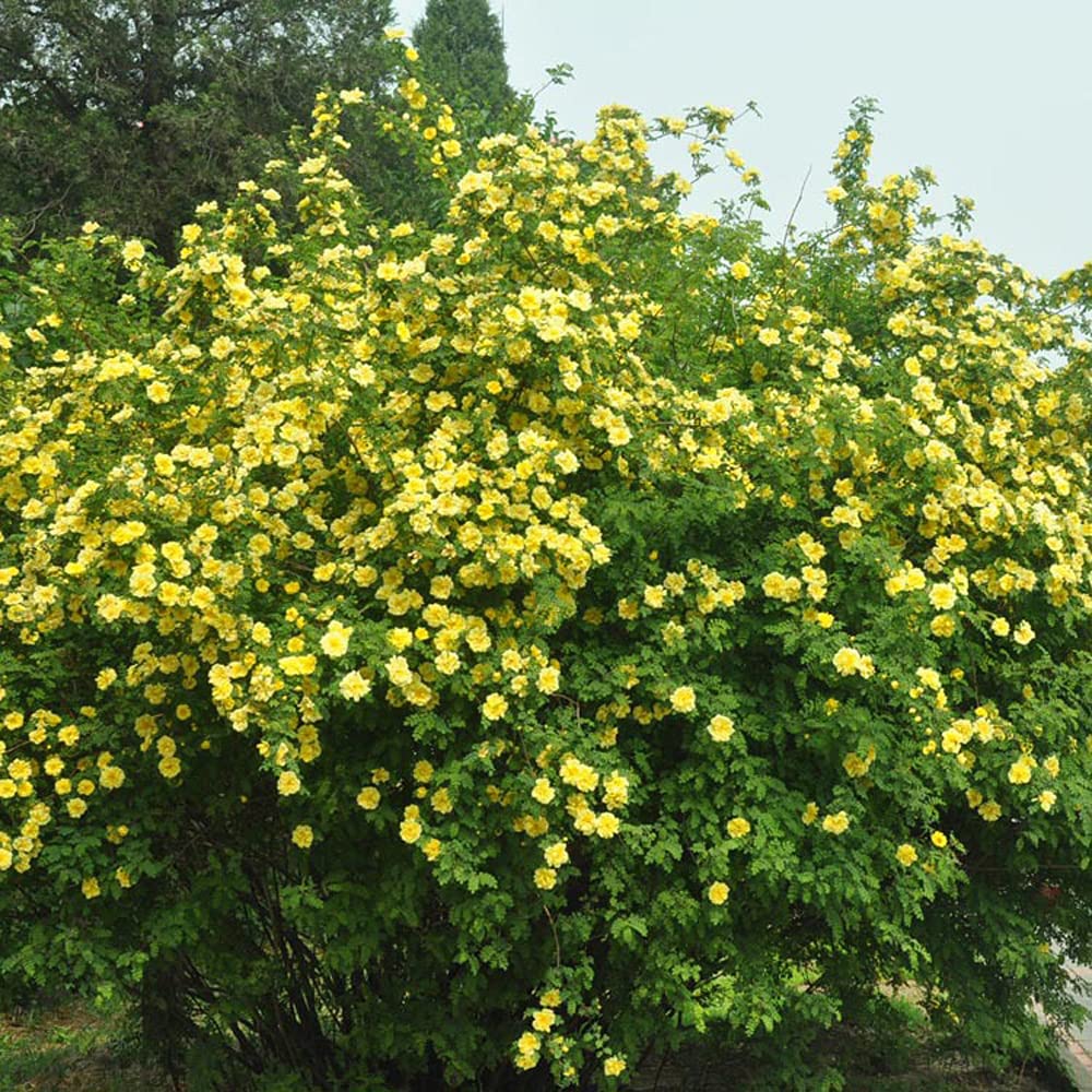 Rosa Xanthina Seeds - 100 Yellow Rose Flower Seeds for Planting | Beautiful Garden Roses for Landscaping, Bouquets & Home Decor