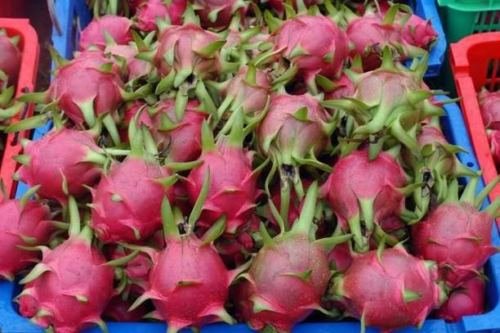 American Beauty Dragon Fruit Plant - Live Pitaya Vine Cactus for Home Garden, Indoor & Outdoor Planting | Fresh Fruit Production, Tropical Decor