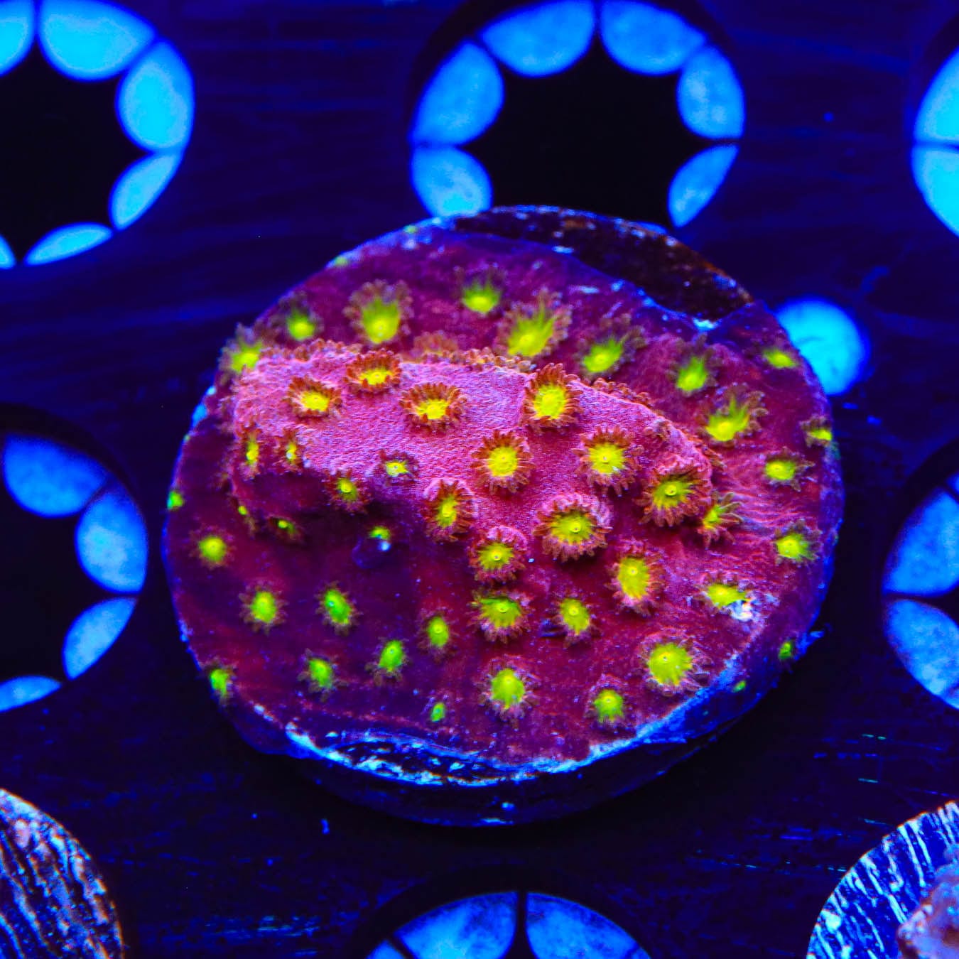 CB Bling Bling Cyphastrea Coral - Premium Saltwater Aquarium Coral for Reef Tanks | Perfect for Marine Aquascaping and Coral Propagation