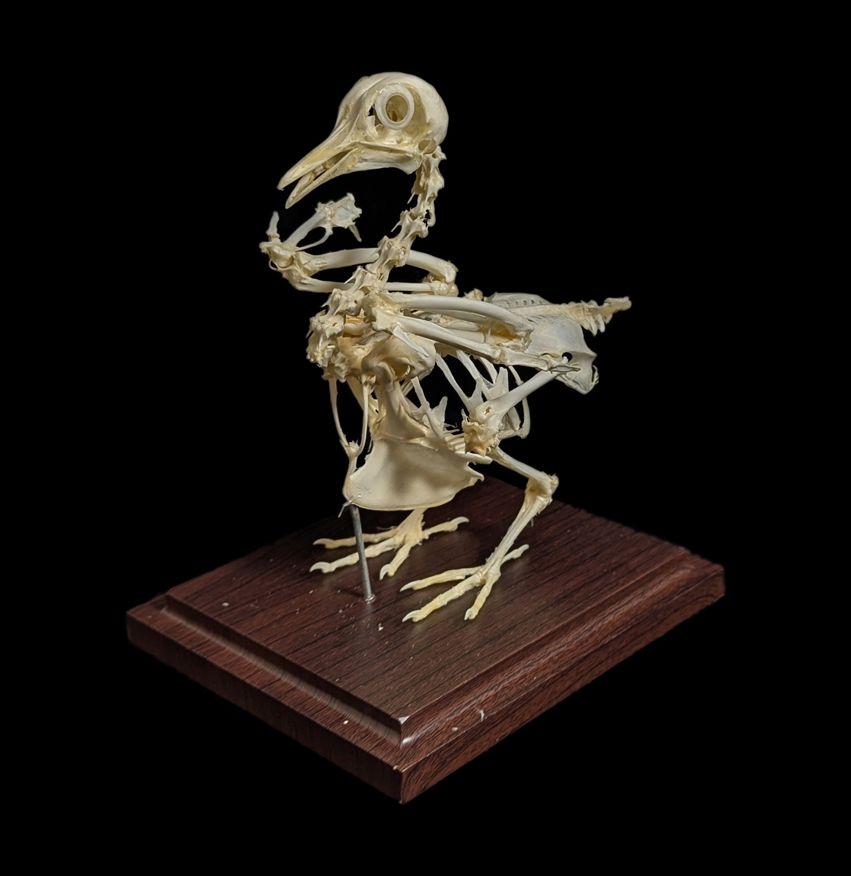 Articulated Pigeon Skeleton - Realistic Bird Anatomy Model for Science Education, Halloween Decor & Gothic Display - Perfect for Classrooms, Labs & Dark Aesthetic Home Decor
