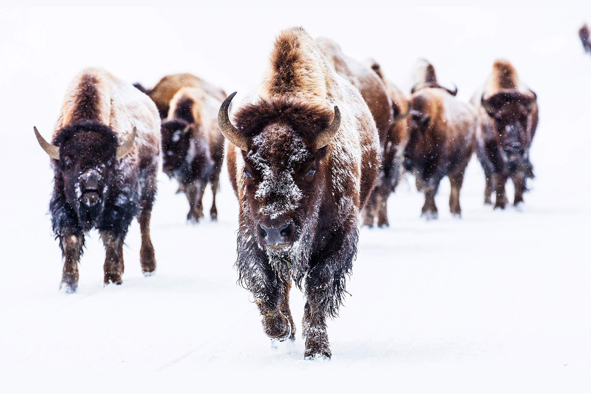 XOTIKS Yellowstone Bison Fine Art Gallery Wrap Giclee Canvas Print - 20x30 Inch Ready to Hang Wall Decor for Living Room, Office & National Park Themed Spaces