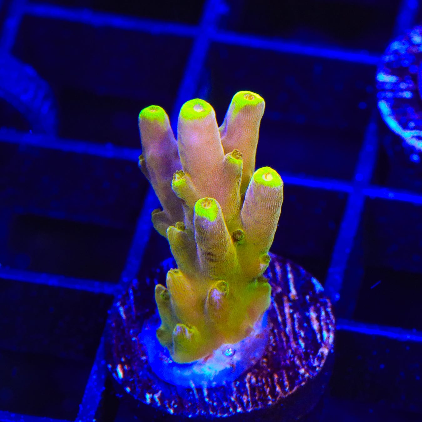 Premium CB Golden Jawdropper Acropora Coral Frag for Saltwater Reef Tanks - Vibrant Colored Live Coral for Aquarium Enthusiasts | Perfect for Coral Propagation and Reef Tank Decoration