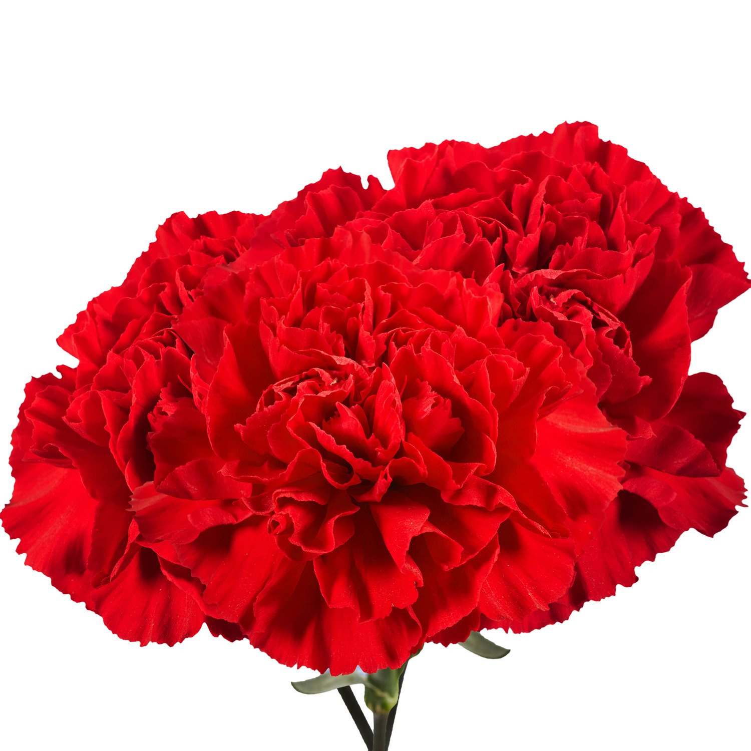 100 Fresh Red Carnations - Premium Cut Flowers for Anniversary, Birthday, Wedding & Special Occasions - Long-Lasting Blooms for Bouquets, Centerpieces & Romantic Gifts (OM)