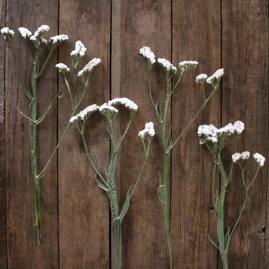 Wholesale Blush Statice Flowers - Bulk Dried Flowers for Wedding Bouquets, Home Decor, and DIY Crafts