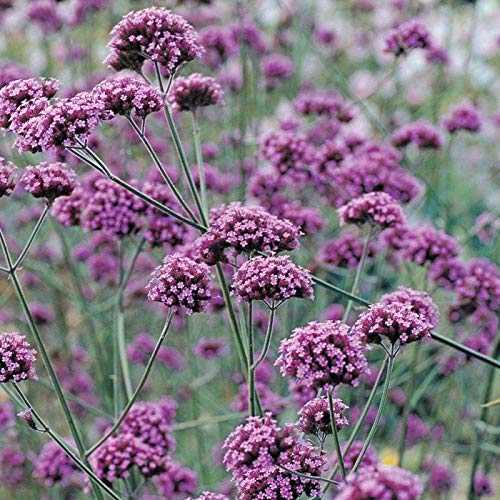 25 Deep Lilac Flower Seeds - Showy Purple Blooms for Garden Borders, Landscaping & Cut Flower Arrangements