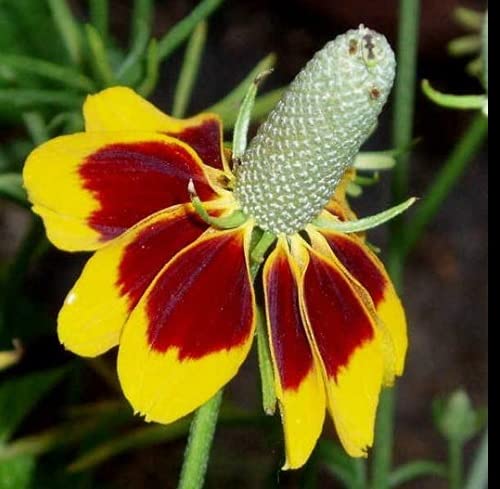 Ratibida Columnaris Mexican Hat Wildflower Seeds (100 Pack) - Native Drought-Tolerant Perennial for Gardens, Pollinators & Landscaping | Attracts Butterflies & Bees