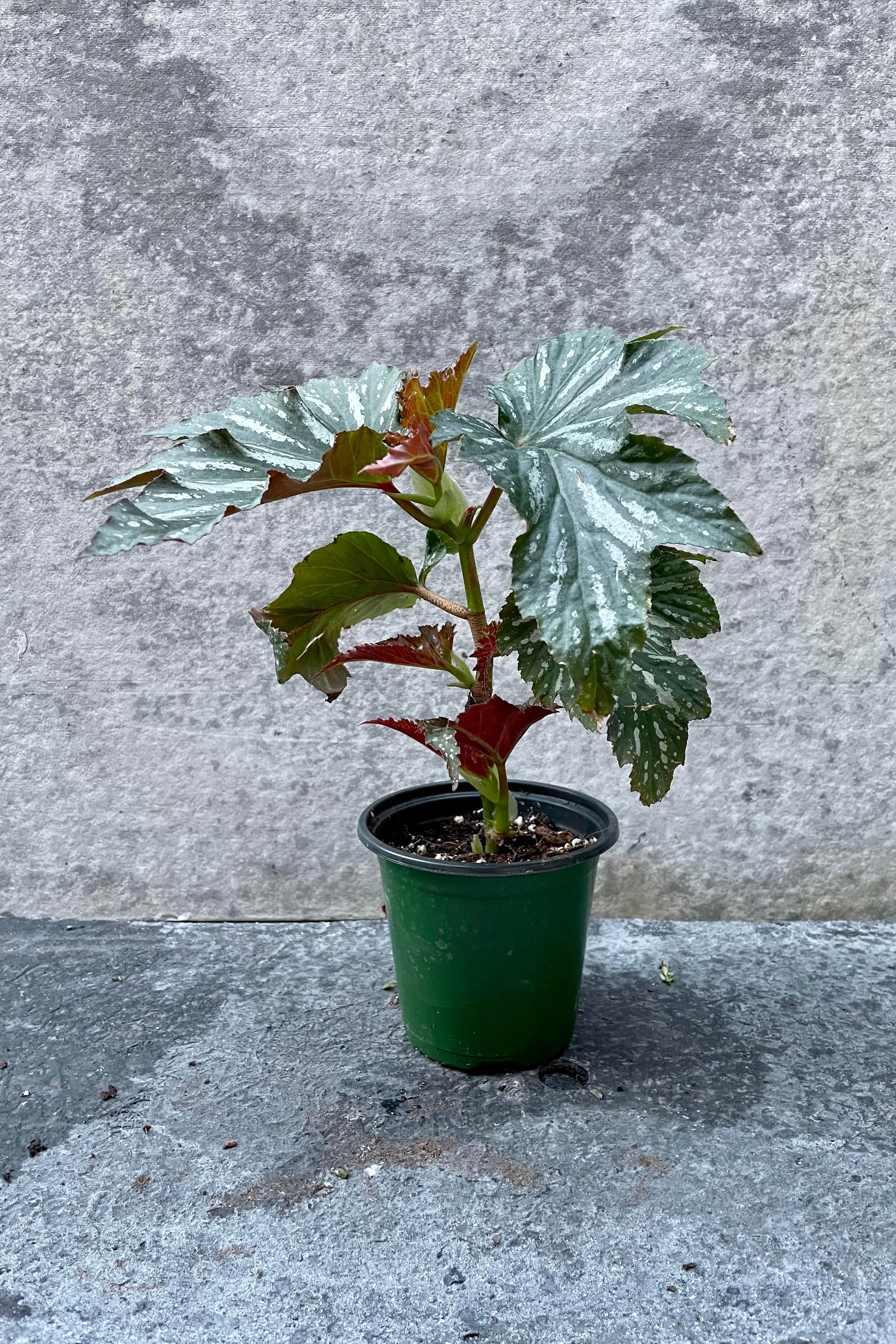 Begonia x 'Lana' 4-Inch Live Plant - Beautiful Flowering Houseplant for Indoor Gardens, Home Decor & Office Spaces