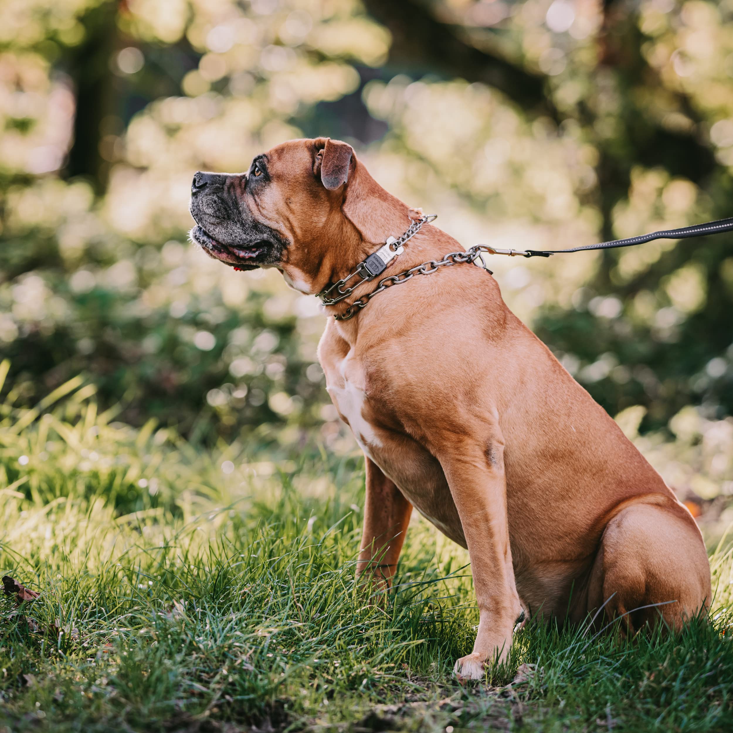 Premium Herm Sprenger Stainless Steel Dog Training Collar with Quick-Release ClicLock Buckle - Adjustable for Small, Medium & Large Dogs (23in x 3.2mm) | Durable German-Made Pet Accessory for Daily Walks, Obedience Training & Outdoor Adventures