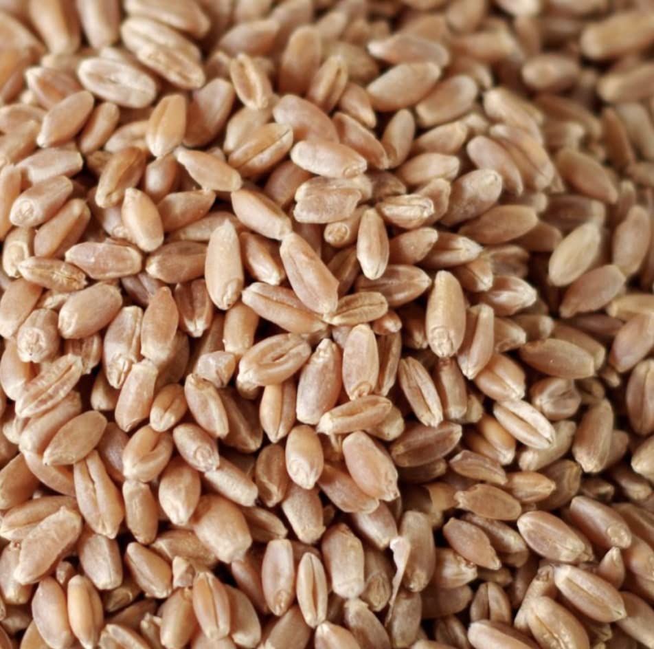 Organic Non-GMO Hard Red Winter Wheat Berries - 50 lb Bulk Bag | Premium Baking Flour, Bread Making, Home Milling & Healthy Cooking Ingredients