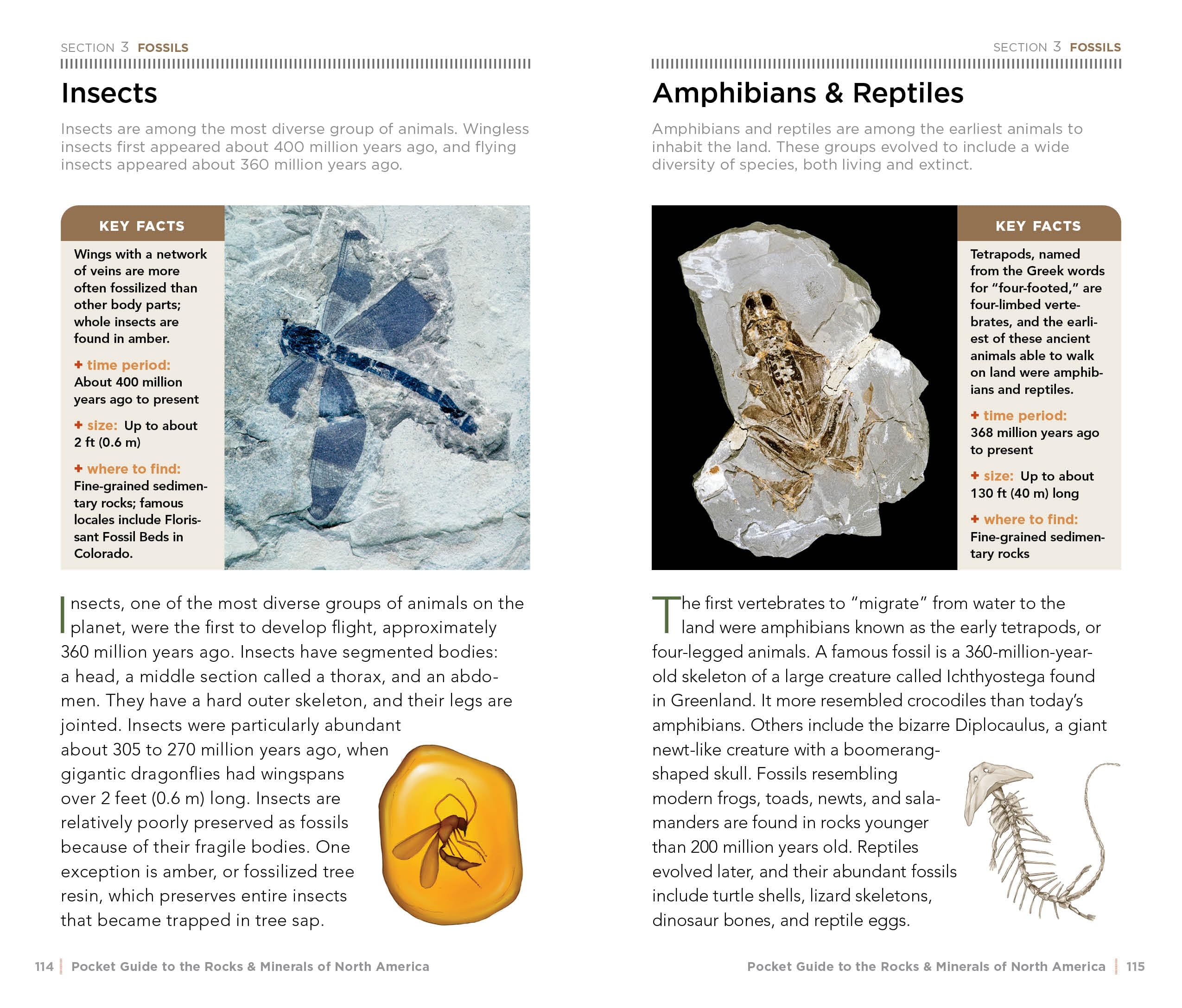 National Geographic Pocket Guide to Rocks and Minerals of North America - Compact Field Guide for Rockhounding, Geology Enthusiasts & Outdoor Adventures