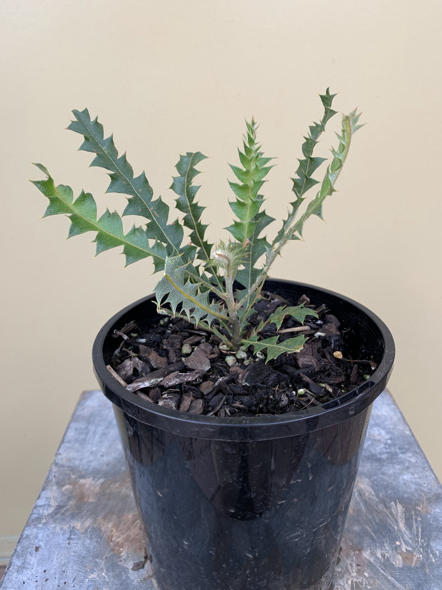 Banksia Ashbyi - Australian Native Flower Seeds for Home Gardening, Landscaping & DIY Floral Arrangements | Perfect for Outdoor Gardens, Bouquets & Wedding Decorations