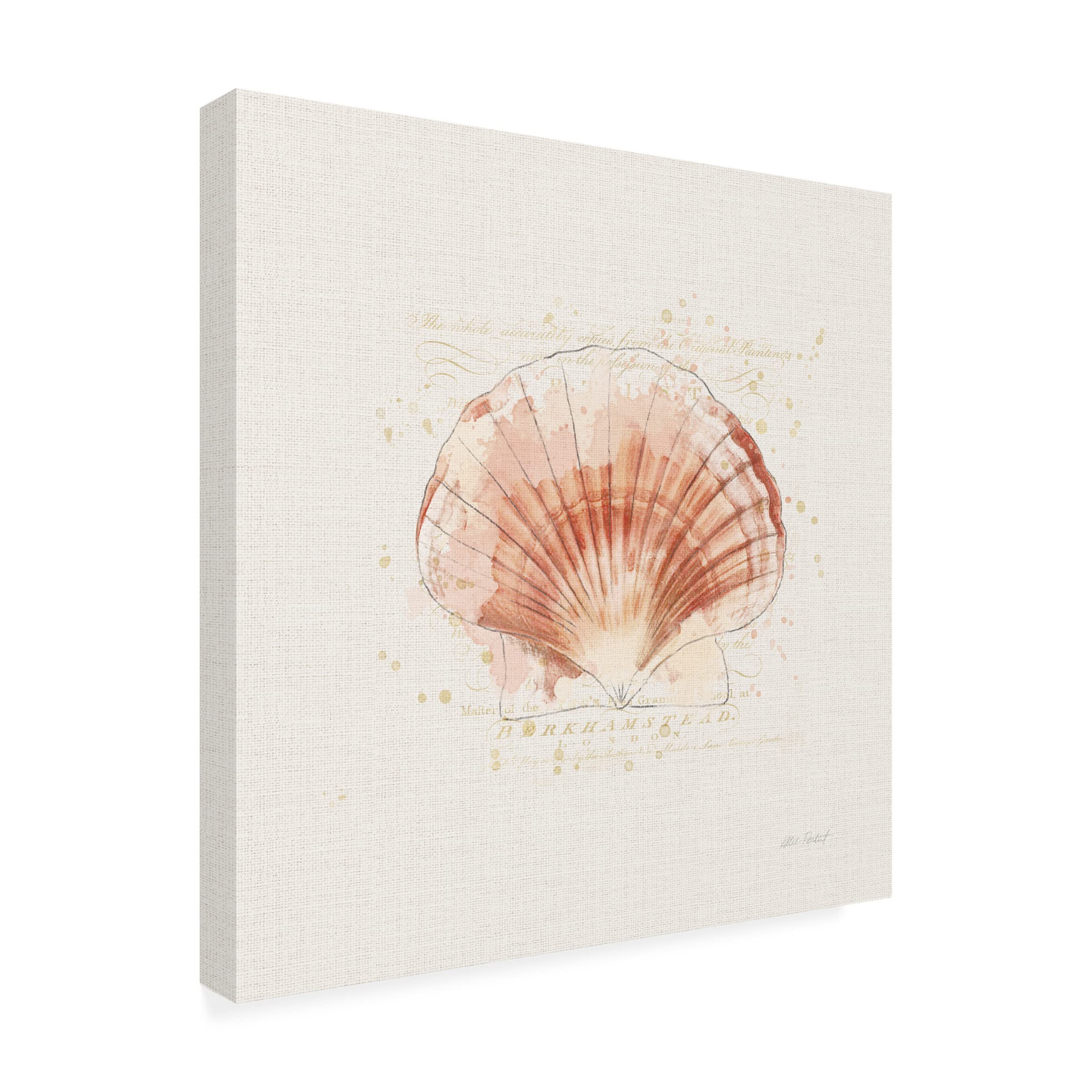 Trademark Fine Art 'Shell Collector IV' by Katie Pertiet - Stretched Canvas Wall Art for Beach House Decor, Coastal Living Room & Nautical Bedroom