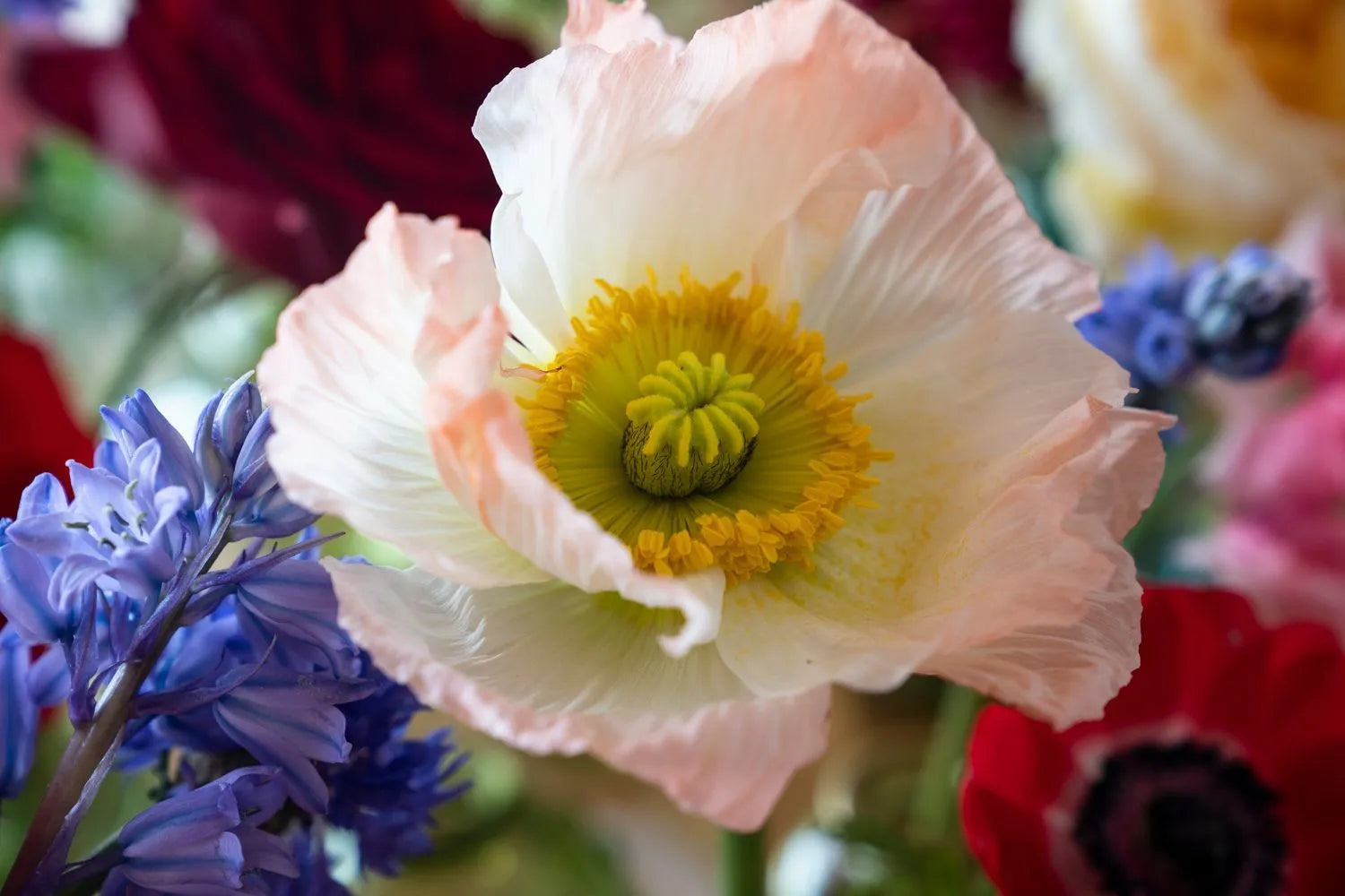 Bláthanna: Irish Spaces in Flower by Ruth Monahan, Kasia Skopińska & Ultan Devaney - Beautiful Floral Photography Book for Home Decor & Irish Culture Enthusiasts