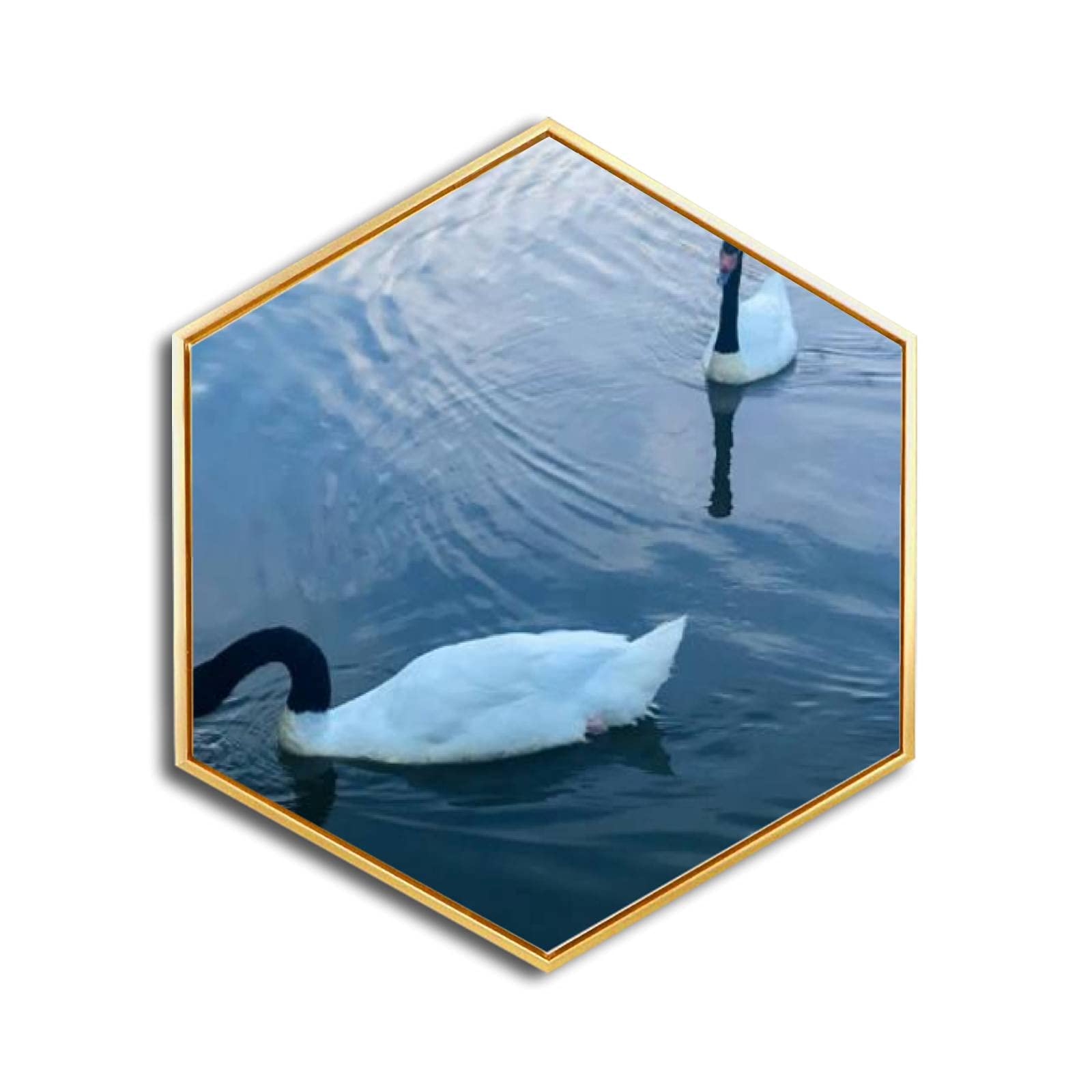 Golden Framed Giclee Print - Pair of Rare Black-Necked Swans with Red Beak Growth - Modern Minimalist Hexagon Canvas Wall Art for Home & Office Decor - Ready to Hang - Perfect for Living Room, Bedroom or Workspace