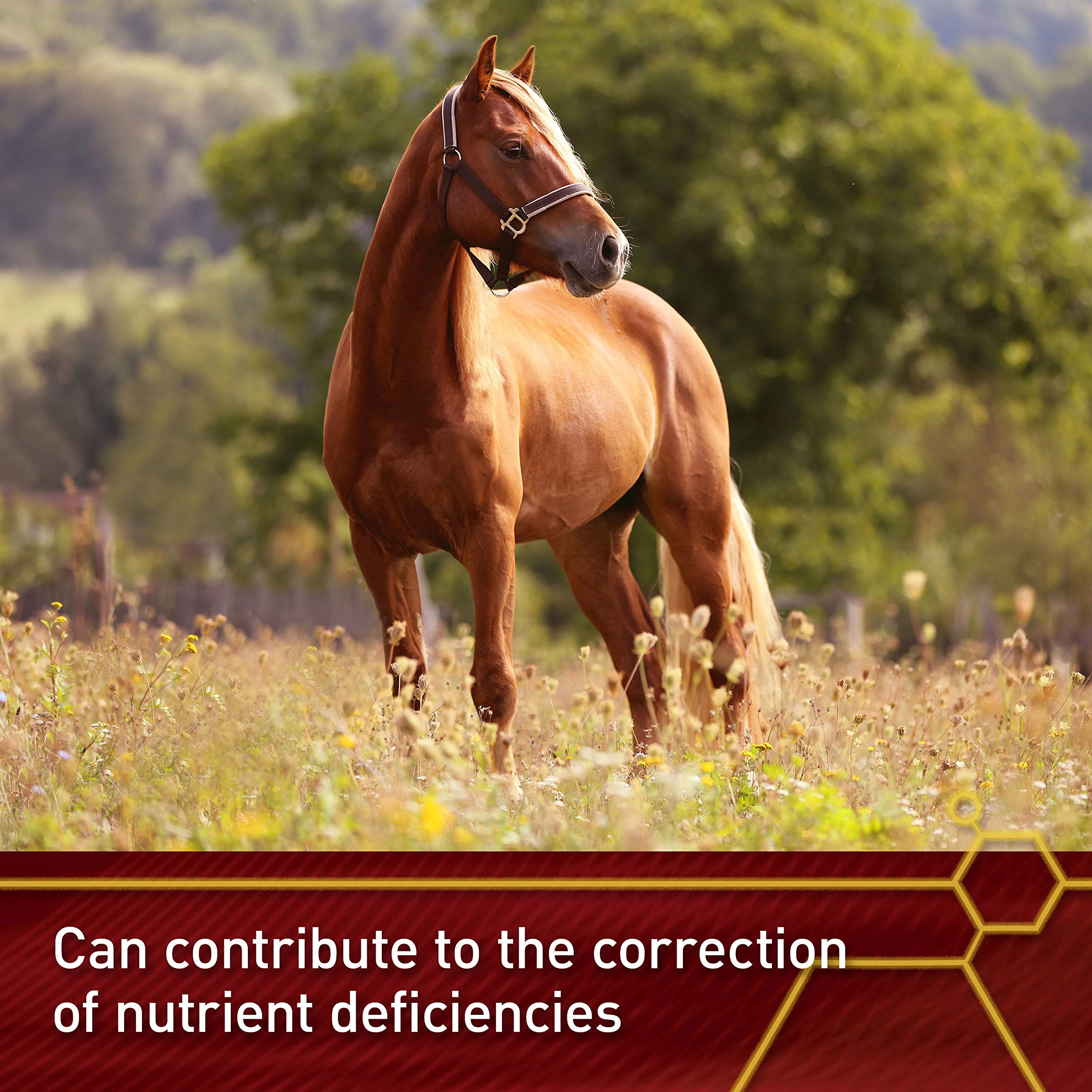 **Pro E & Horse Selenium Supplement – Essential Antioxidants for Equine Health – 20 lb (320-Day Supply) – Supports Immune System & Muscle Recovery**    *(Use for: Performance Horses, Breeding Mares, Senior Horses & General Equine Wellness)*