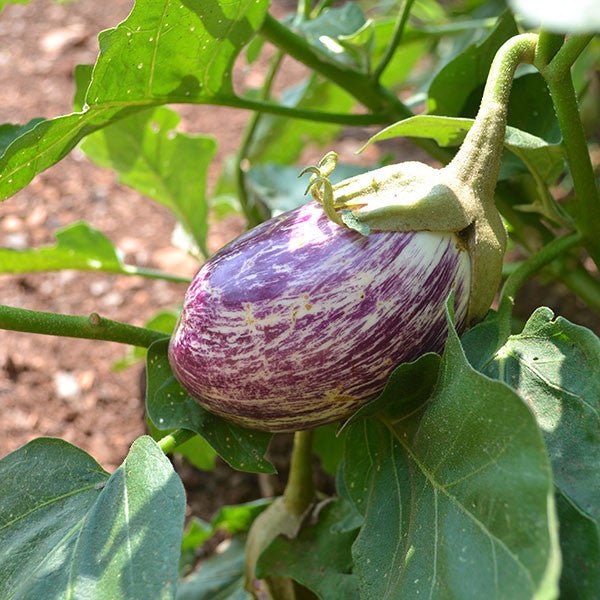 Organic Listada de Gandia Eggplant Seeds (Solanum melongena) - Heirloom Variety for Home Gardening, Container Planting & Mediterranean Cuisine