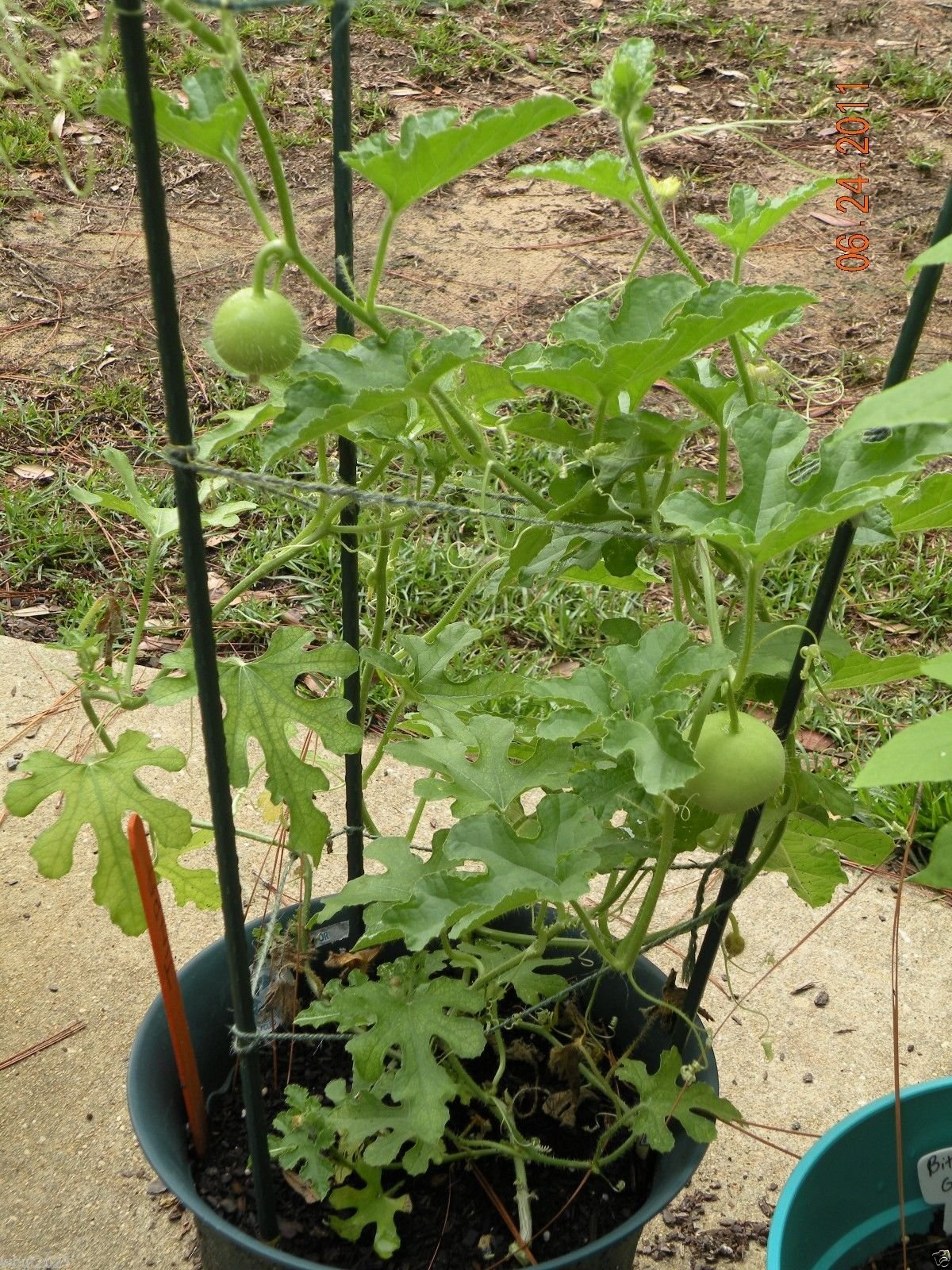 Tinda Gourd Seeds (5 Pack) - Also Known as Apple Gourd or Indian Baby Pumpkin - Open Pollinated - Perfect for Home Gardening and Organic Farming