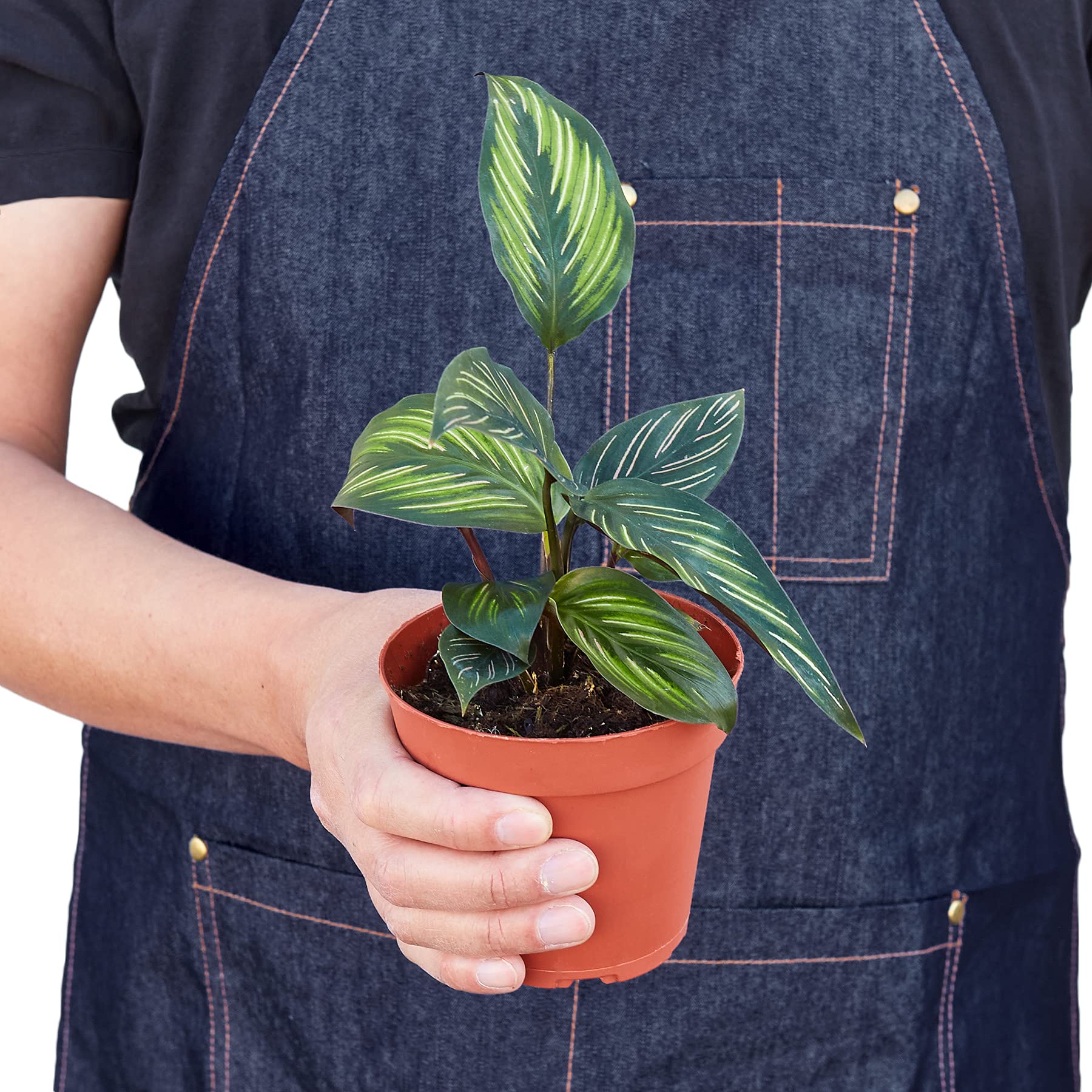 Calathea 'Beauty Star' Live Indoor Plant - 4