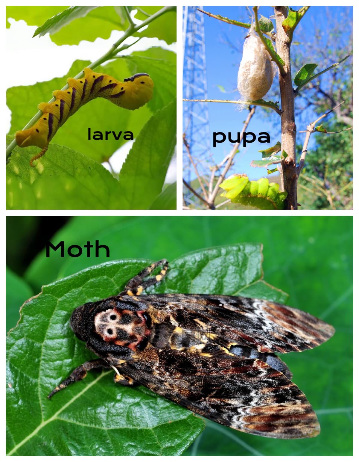 2 Real Death's Head Moths (Acherontia lachesis) - Greater Death's Head Hawkmoth Specimens - Male & Female Skull Moth Collection - Perfect for Entomology Displays, Gothic Decor, and Science Education