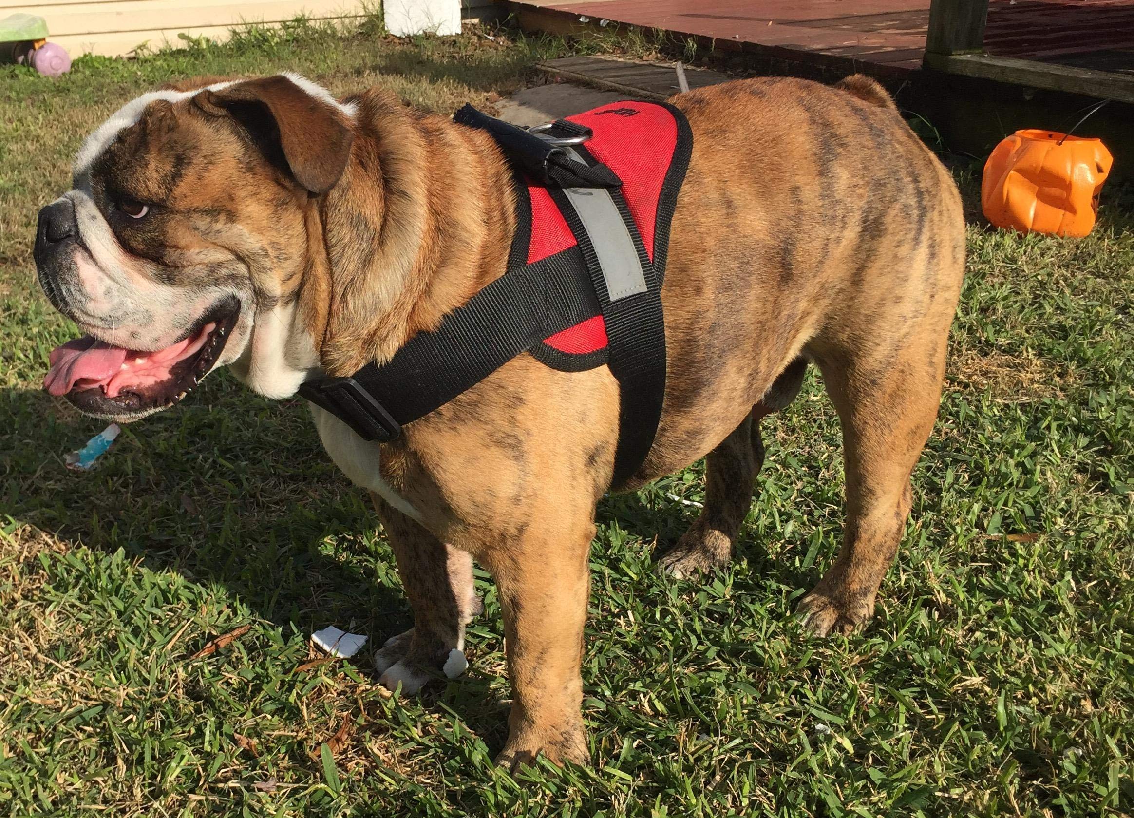 No-Pull Dog Harness for Large Dogs - X-Large Size, Red - Comfortable & Secure Soft Harness for Walking, Training & Outdoor Adventures