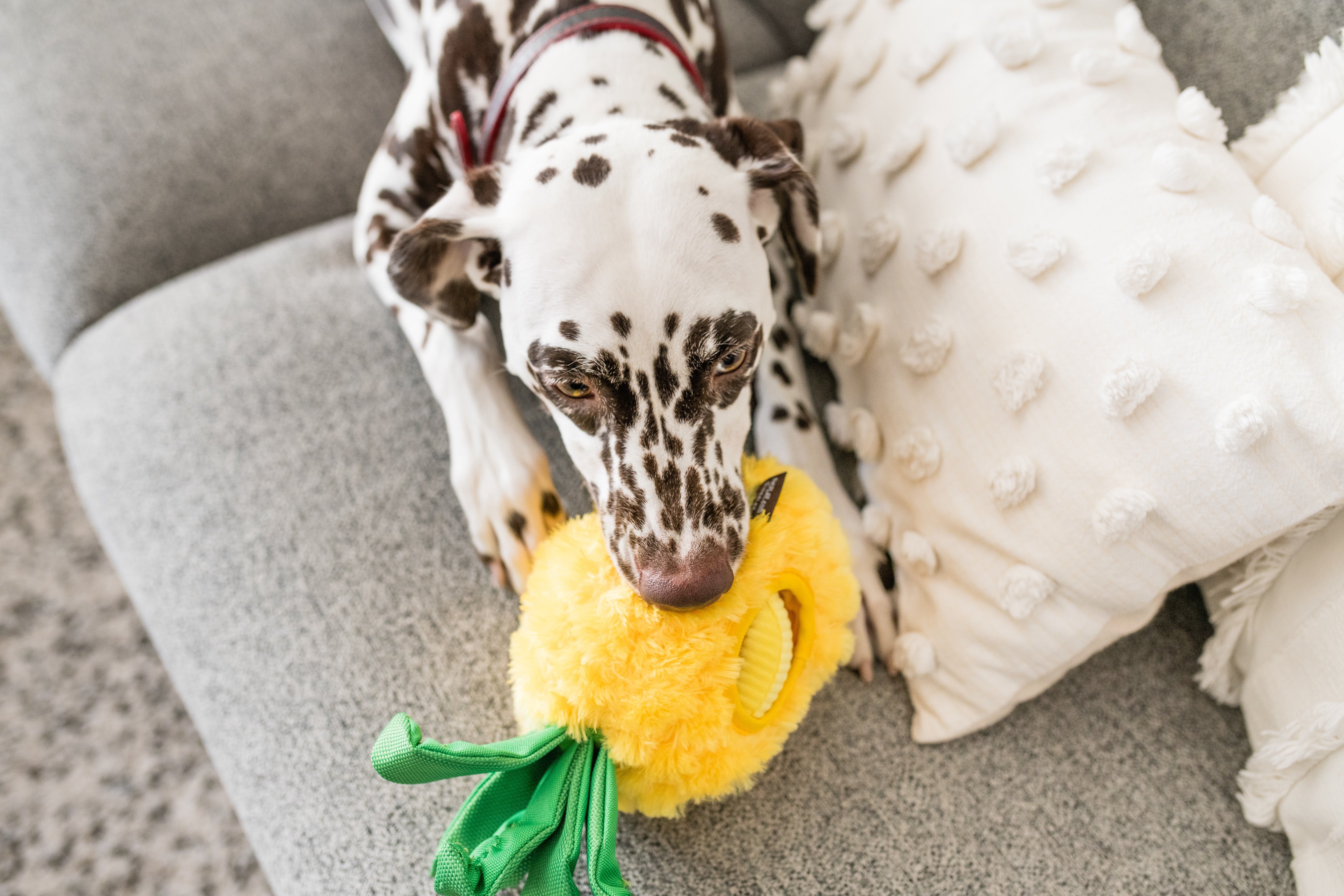 Tropical Paradise™ Dog Plush Toy - La Piña Chew Toy for Dogs | Soft & Durable Pet P.L.A.Y. Puppy Toy | Perfect for Playtime, Training & Cuddling