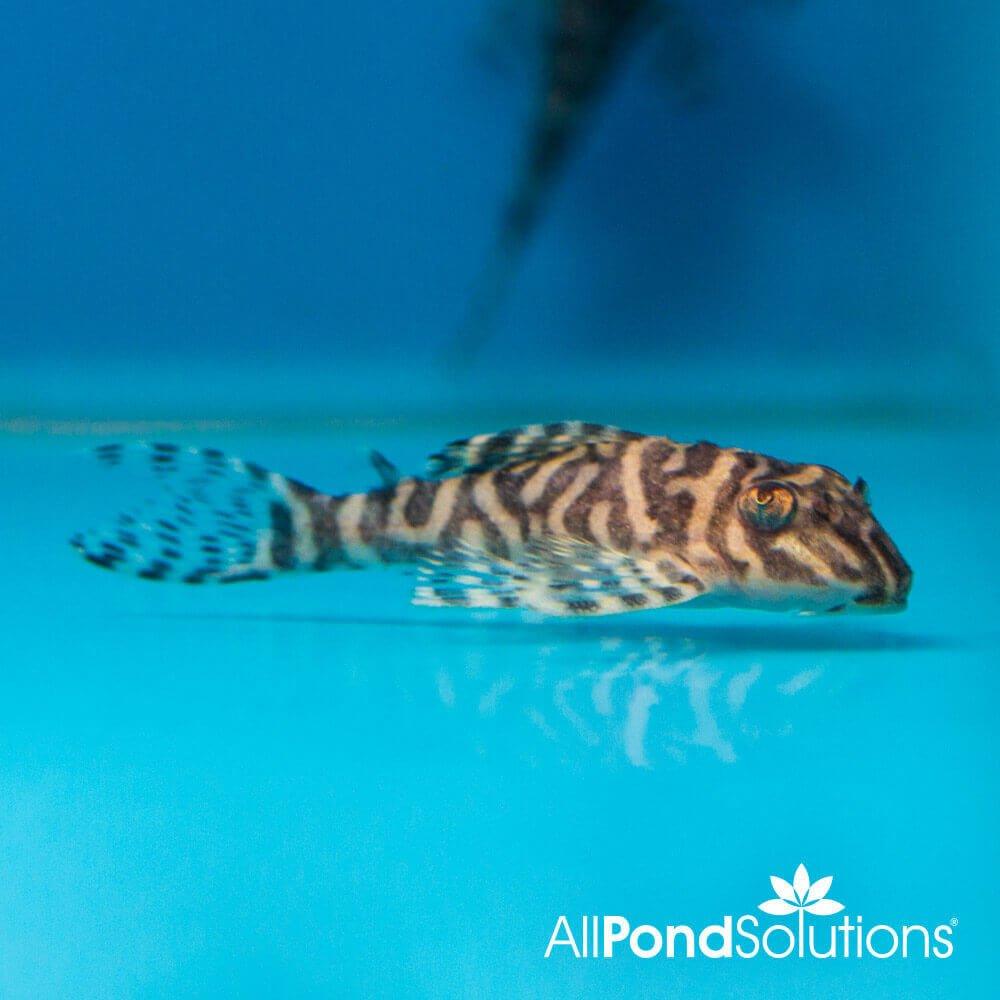 King Tiger Pleco L333 (Hypancistrus sp) - Rare Tropical Freshwater Aquarium Fish for Home & Office Tanks