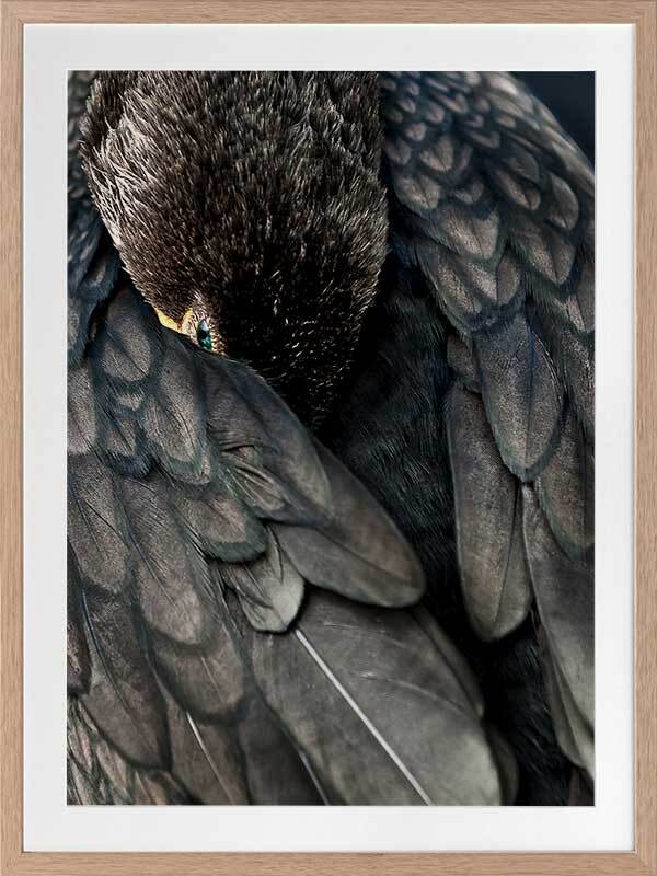 Duck Down Framed Art Print - Premium Waterfowl Wall Decor for Living Room, Bedroom & Office - Nature Inspired Home Decoration
