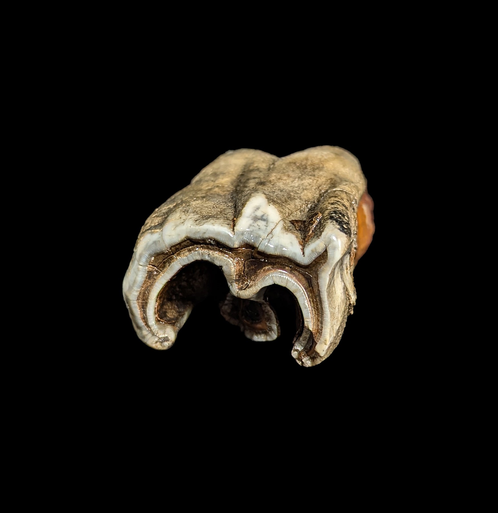 Authentic Fossilized Woolly Rhino Tooth Specimen - Prehistoric Ice Age Collectible - Perfect for Paleontology Enthusiasts & Home Decor Displays