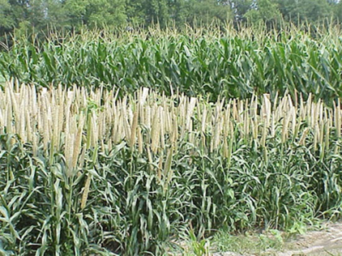 Organic Millet Whole Grain Seeds - Non-GMO, Gluten-Free, USA Grown, Bulk Raw - Perfect for Baking, Cooking & Healthy Snacks
