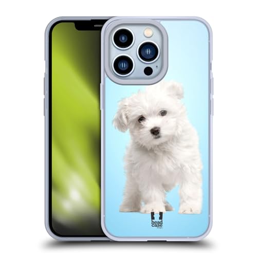 Maltese Puppy
