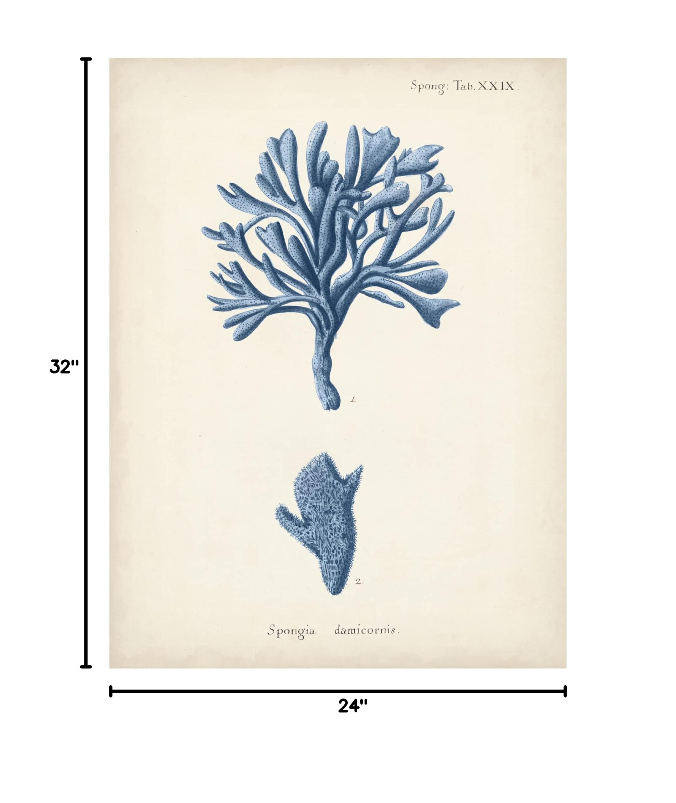 Trademark Fine Art 'Antique Coral in Navy IV' Canvas Wall Art by Johann Esper - Elegant Home Decor for Living Room, Bedroom & Office