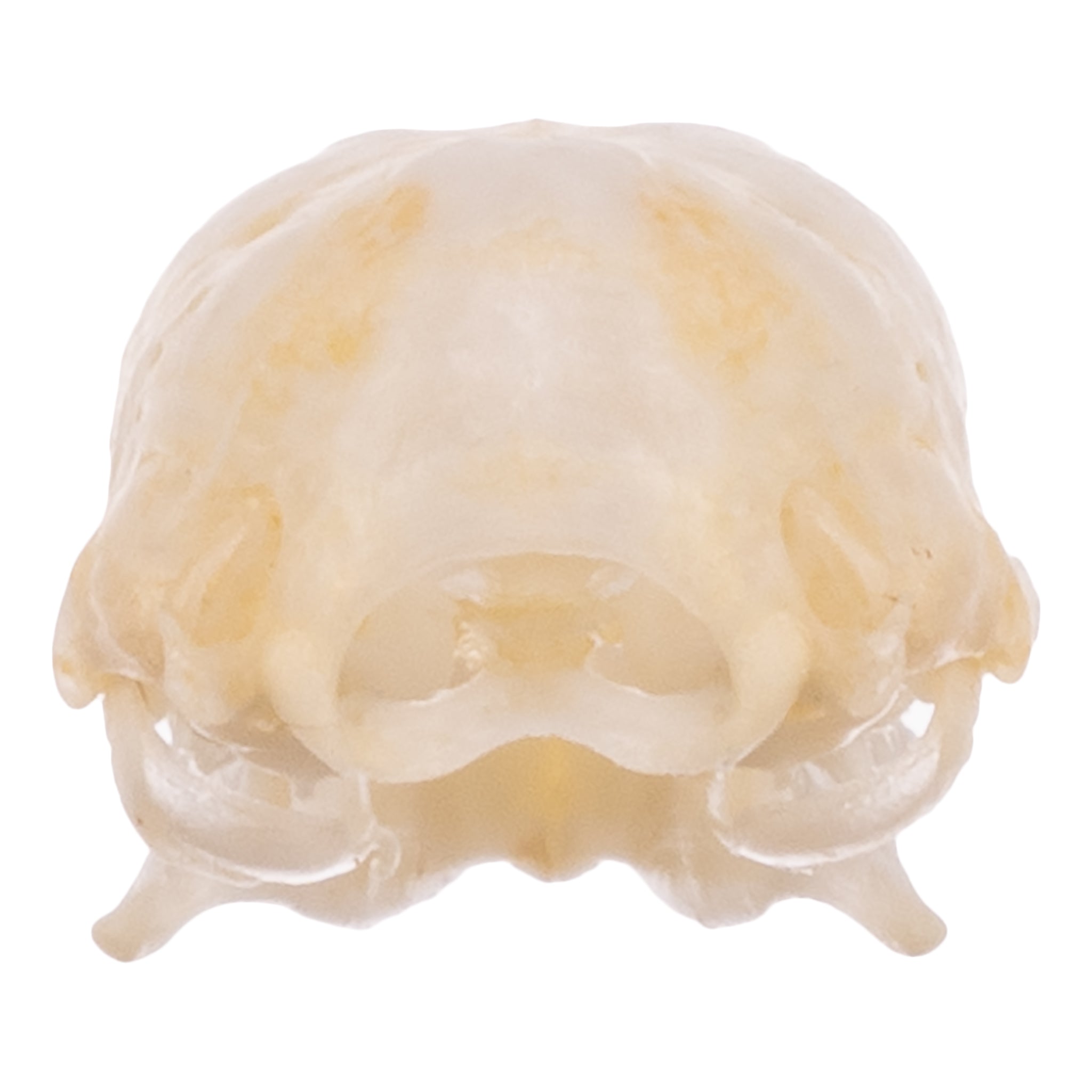 Authentic Mexican Free-tailed Bat Skull Specimen - Taxidermy Oddity for Gothic Decor, Halloween Props & Natural History Collectors