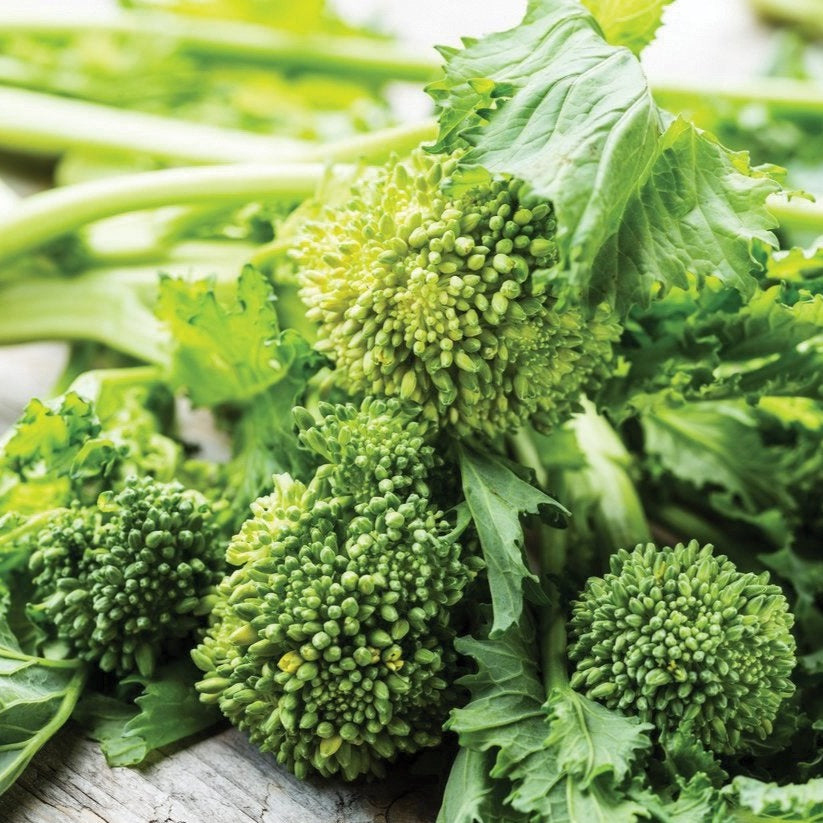 Fresh Organic Broccoli Rabe Spring Rapini Greens - Perfect for Salads, Sauteed Dishes & Healthy Italian Recipes