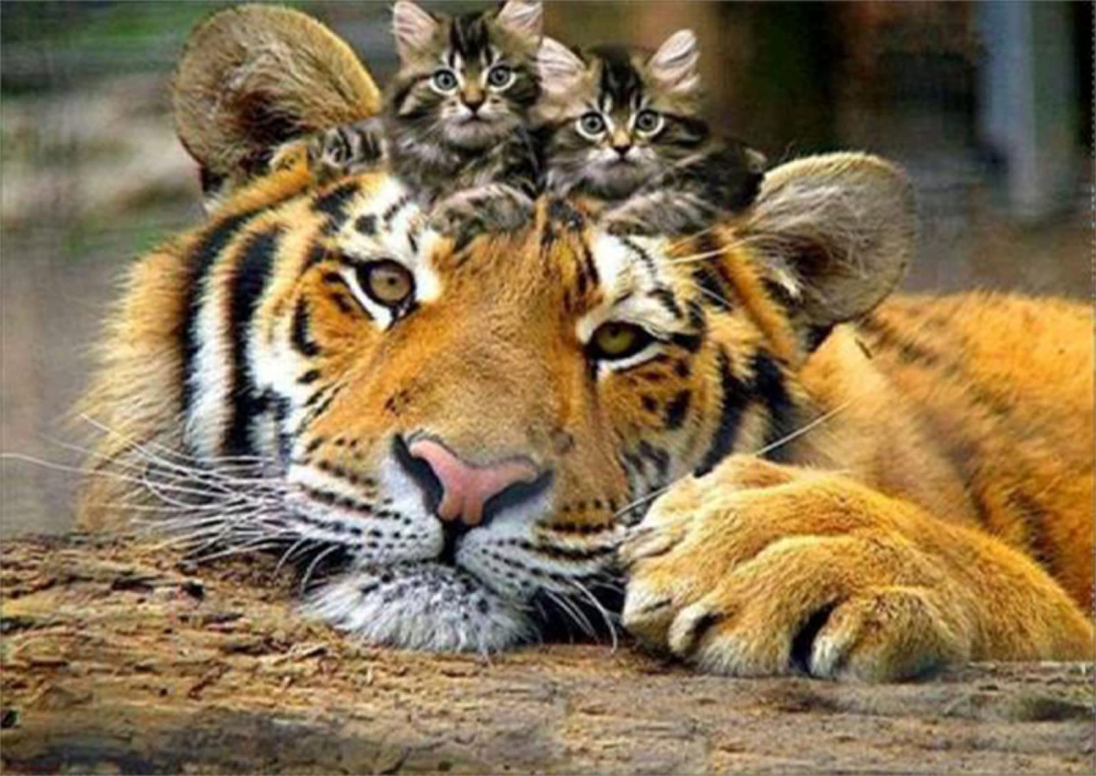 5D DIY Diamond Painting Kit - Tiger Cat Design, Round Drill, 30x40cm Full Drill Crystal Rhinestone Art for Adults & Kids | Home Decor, Wall Art, Bedroom Decor, Gift Idea for Craft Lovers & Diamond Art Enthusiasts | Perfect for Stress Relief, Creative Hobby & Personalized Home Decoration