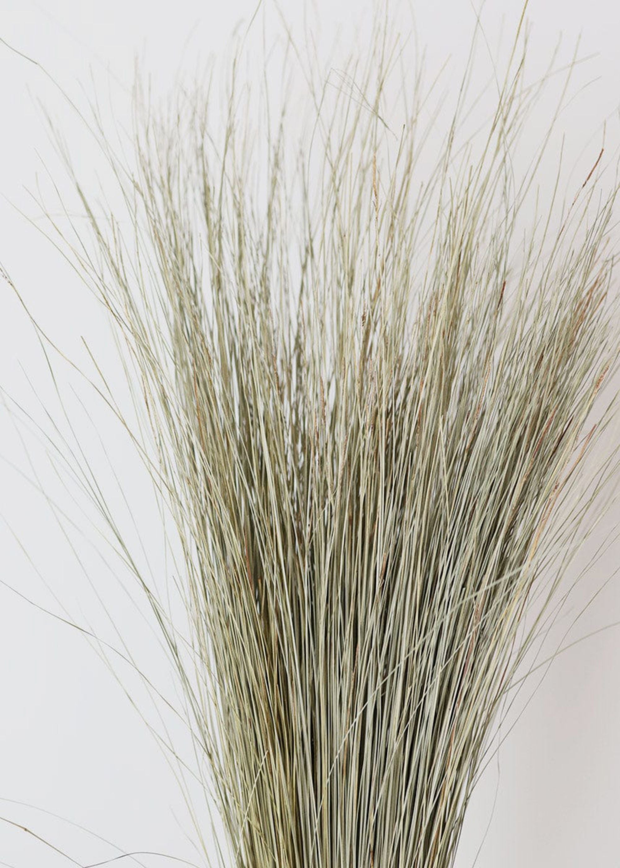 Preserved Coastal Dune Grass - 36 Pack of Natural Beach Grass for Erosion Control | Perfect for Coastal Landscaping, Sand Dune Restoration & Beachfront Property Protection
