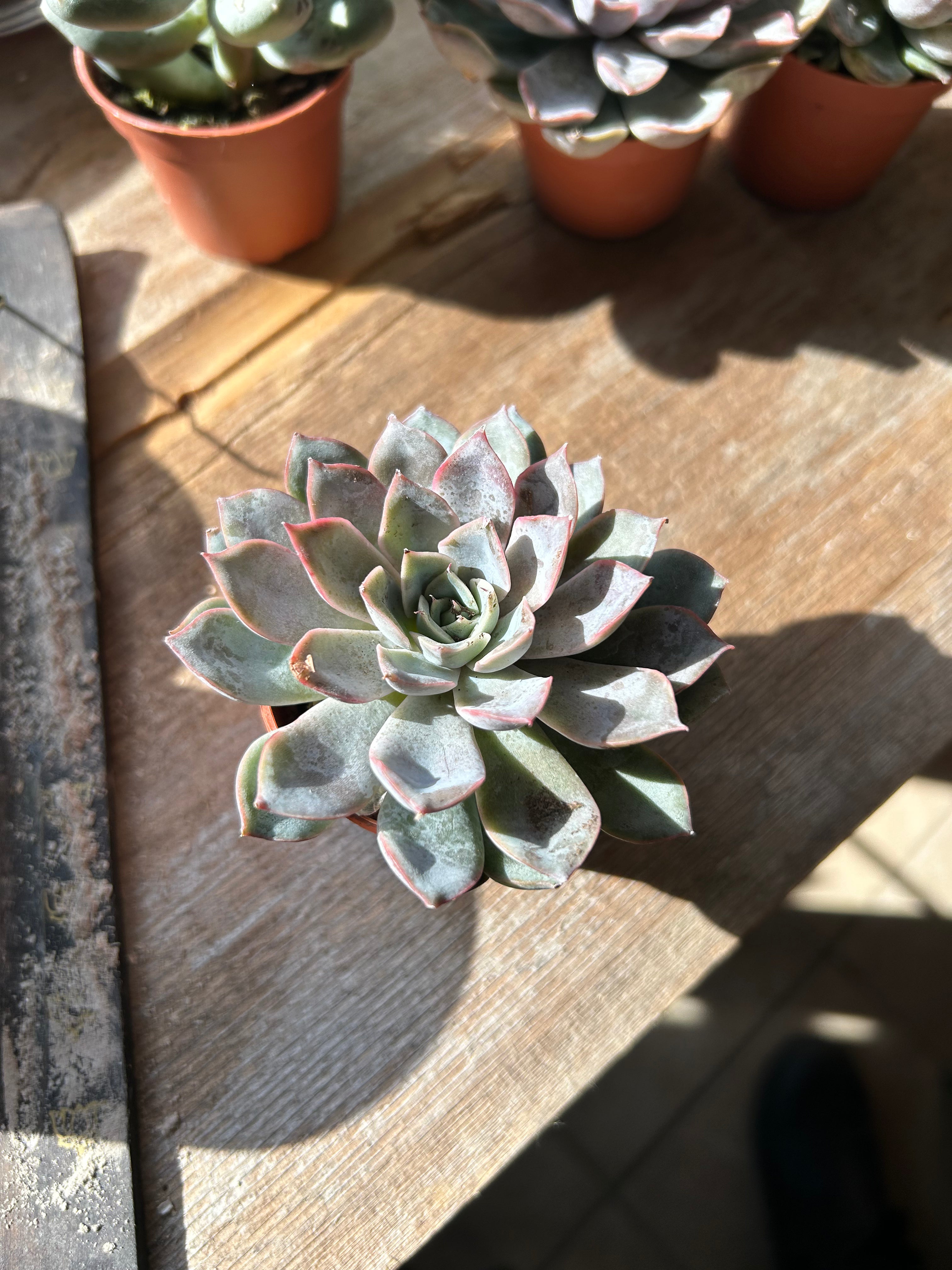 2 Pack Live Succulent Plants - Low Maintenance Indoor/Outdoor Houseplants for Home, Office, and Garden Decor