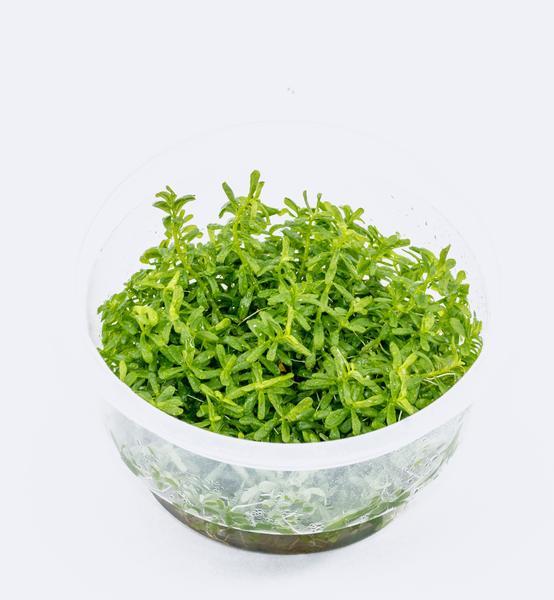 TCulture Rotala Rotundifolia 'Green' Live Aquarium Plants - Freshwater Aquatic Plants for Fish Tank Decorations | Perfect for Aquascaping, Nano Tanks & Planted Aquariums